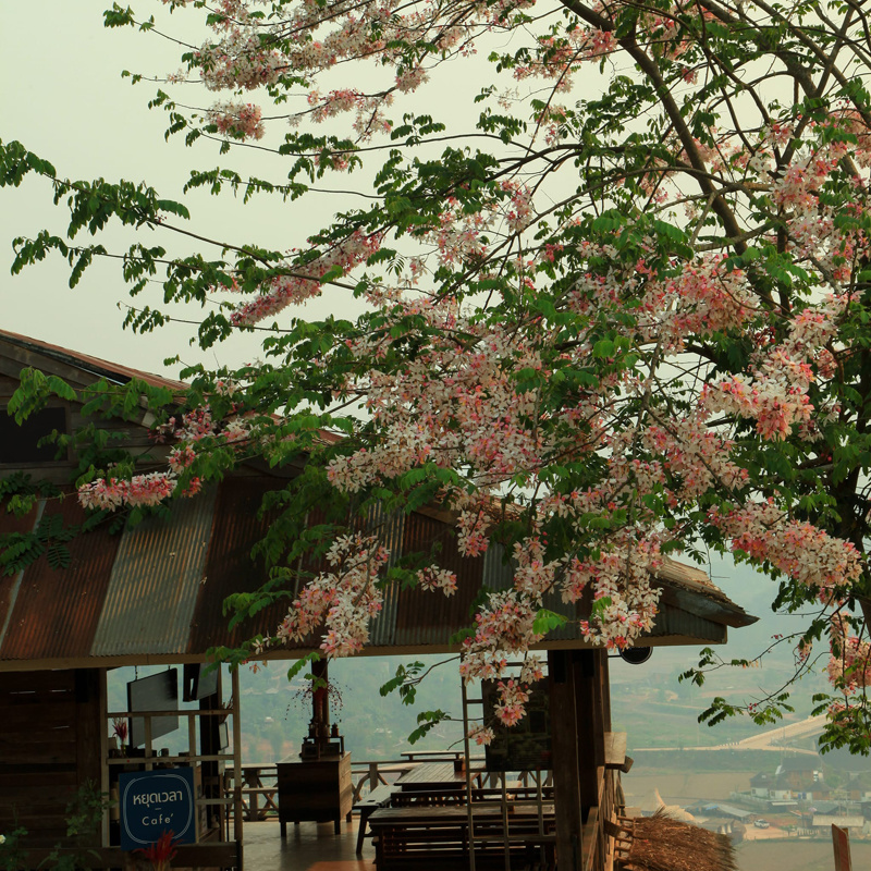 top 10+ คาเฟ่น่าน 2024 ร้านกาแฟน่าน ถ่ายรูปสวย บรรยากาศดี น่านั่งชิล