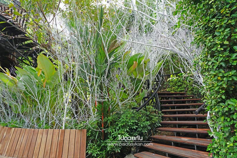 ภูเก็ต, เที่ยวภูเก็ต, tree monkeys ภูเก็ต, ร้านอาหารภูเก็ต, คาเฟ่ภูเก็ต, tree monkeys ภูเก็ต คาเฟ่ฮิบ ใจกลางป่า และธรรมชาติ