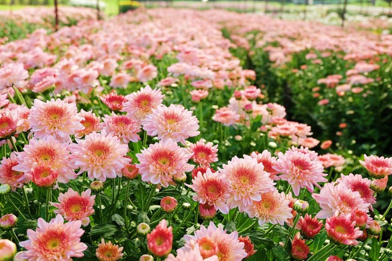 สระบุรี, top 14+ ที่เที่ยวสระบุรี 2567 จุดเช็คอินเปิดใหม่ เล่นน้ำตกสระบุรี ชมธรรมชาติ ที่เที่ยวเด็ก