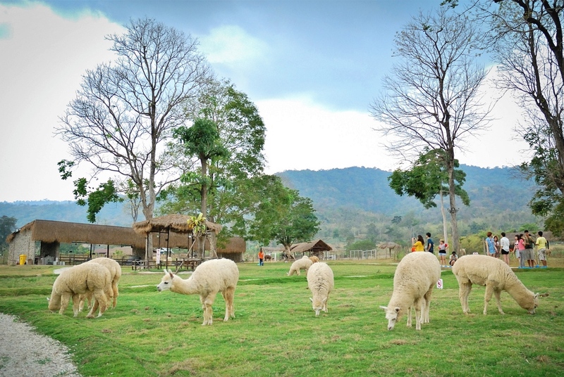 alpacahill, coro field, secret space, ตลาดน้ำดำเนินสะดวก, ถ้ำเขาบิน, ที่เที่ยว, ที่เที่ยวราชบุรี, ที่เที่ยวราชบุรี 2024, ที่เที่ยวราชบุรี 2567, ราชบุรี, วัดพระคริสตหฤทัย, วัดหนองหอย, วัดเพลง, วินเทจฟาร์ม, สถานที่ท่องเที่ยว, อัลปาก้าฮิลล์, อุทยานหินเขางู, เดอะซีนเนอรี่, เถ้าฮงไถ่, เที่ยวจังหวัดราชบุรี, เที่ยวราชบุรี, เที่ยวราชบุรี 2024, เที่ยวราชบุรี 2567, เที่ยวแม่น้ำแม่กลอง, เที่ยวใกล้กรุงเทพ, แก่งส้มแมว, โคโร่ ฟิลด์, top 30+ ที่เที่ยวราชบุรี [กรกฎาคม2024] เมืองน่าเที่ยว มนต์เสน่ห์แห่งลุ่มแม่น้ำแม่กลอง