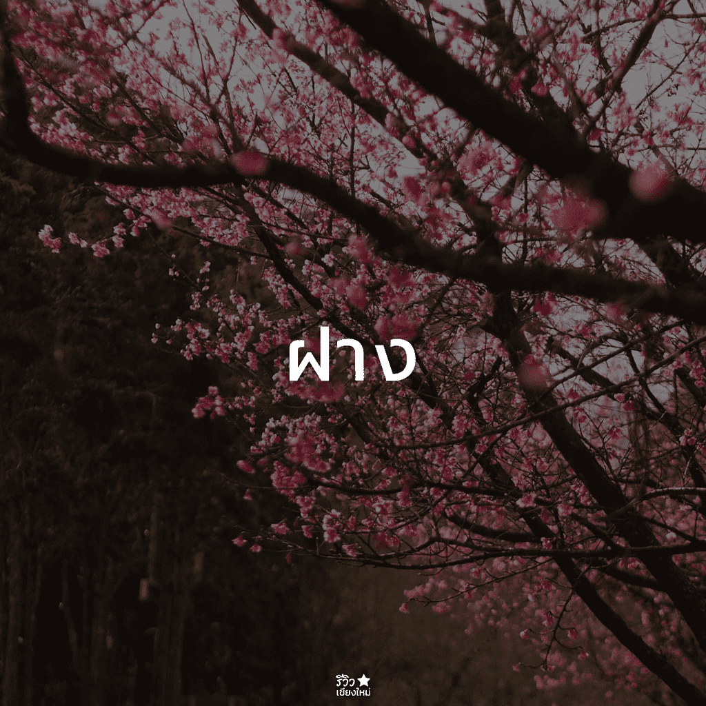 กัลยาณิวัฒนา, ดอยสุเทพ, ดอยอินทนนท์, ดอยเต่า, ที่เที่ยว ดอยสะเก็ด, ที่เที่ยวเชียงใหม่, พร้าว, สันกำแพง, สันป่าตอง, สารภี, หางดง เชียงใหม่, อมก๋อย, ฮอด, เที่ยวเชียงใหม่, แม่ริม, แม่วาง เชียงใหม่, แม่แจ่ม, แม่แตง, ไชยปราการ, ที่เที่ยวเชียงใหม่ ลายแทง พิกัดเด็ดจัดเต็ม อัปเดต 2024