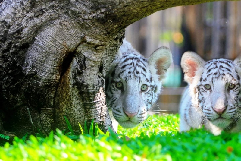 alpaca hill, bonanza exotic zoo, huahin safari & adventure park, korat zoo, pattaya sheep farm, safari park, safari world, sriayuthaya lion park, tiger park, ซาฟารี, ซาฟารี ปาร์ค, ซาฟารีกาญจนบุรี, ซาฟารีปาร์ค แอนด์ แคมป์, ซาฟารีเวิลด์, ฟาร์มแกะพัทยา, ศรีอยุธยา ไลอ้อนปาร์ค, สวนสัตว์, สวนสัตว์ 2024, สวนสัตว์ 2567, สวนสัตว์นครราชสีมา, สวนสัตว์ราชบุรี, สวนสัตว์อยุธยา, สวนสัตว์เปิด, สวนสัตว์เปิดเขาเขียว, สวนสัตว์โคราช, สวนสัตว์โบนันซ่า, สวนสัตว์ใกล้กทม., สวนสัตว์ใกล้กรุงเทพ, สวนสัตว์ใกล้กรุงเทพ 2024, สวนสัตว์ใกล้กรุงเทพ 2567, สวนเสือ, สวนเสือพัทยา, หัวหินซาฟารี, อัลปาก้าฮิลล์, เที่ยวสวนสัตว์, เที่ยวสวนสัตว์ 2024, เที่ยวสวนสัตว์ 2567, top 10+ สวนสัตว์ใกล้กรุงเทพ [กรกฎาคม 2024] สนุก เพลิดเพลินได้ทุกวัย ผจญภัยไปกับเหล่าสัตว์ป่า