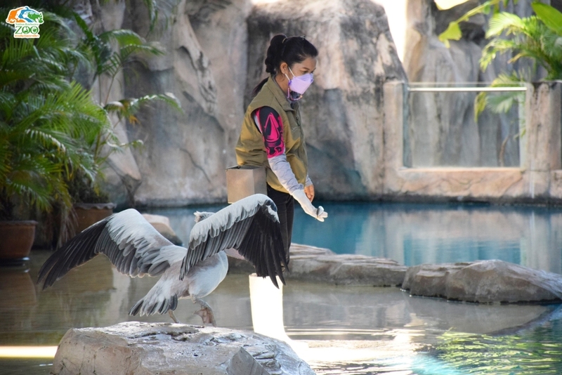 alpaca hill, bonanza exotic zoo, huahin safari & adventure park, korat zoo, pattaya sheep farm, safari park, safari world, sriayuthaya lion park, tiger park, ซาฟารี, ซาฟารี ปาร์ค, ซาฟารีกาญจนบุรี, ซาฟารีปาร์ค แอนด์ แคมป์, ซาฟารีเวิลด์, ฟาร์มแกะพัทยา, ศรีอยุธยา ไลอ้อนปาร์ค, สวนสัตว์, สวนสัตว์ 2024, สวนสัตว์ 2567, สวนสัตว์นครราชสีมา, สวนสัตว์ราชบุรี, สวนสัตว์อยุธยา, สวนสัตว์เปิด, สวนสัตว์เปิดเขาเขียว, สวนสัตว์โคราช, สวนสัตว์โบนันซ่า, สวนสัตว์ใกล้กทม., สวนสัตว์ใกล้กรุงเทพ, สวนสัตว์ใกล้กรุงเทพ 2024, สวนสัตว์ใกล้กรุงเทพ 2567, สวนเสือ, สวนเสือพัทยา, หัวหินซาฟารี, อัลปาก้าฮิลล์, เที่ยวสวนสัตว์, เที่ยวสวนสัตว์ 2024, เที่ยวสวนสัตว์ 2567, top 10+ สวนสัตว์ใกล้กรุงเทพ [กรกฎาคม 2024] สนุก เพลิดเพลินได้ทุกวัย ผจญภัยไปกับเหล่าสัตว์ป่า