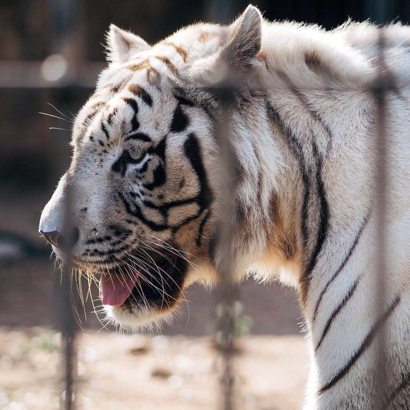 alpaca hill, bonanza exotic zoo, huahin safari & adventure park, korat zoo, pattaya sheep farm, safari park, safari world, sriayuthaya lion park, tiger park, ซาฟารี, ซาฟารี ปาร์ค, ซาฟารีกาญจนบุรี, ซาฟารีปาร์ค แอนด์ แคมป์, ซาฟารีเวิลด์, ฟาร์มแกะพัทยา, ศรีอยุธยา ไลอ้อนปาร์ค, สวนสัตว์, สวนสัตว์ 2024, สวนสัตว์ 2567, สวนสัตว์นครราชสีมา, สวนสัตว์ราชบุรี, สวนสัตว์อยุธยา, สวนสัตว์เปิด, สวนสัตว์เปิดเขาเขียว, สวนสัตว์โคราช, สวนสัตว์โบนันซ่า, สวนสัตว์ใกล้กทม., สวนสัตว์ใกล้กรุงเทพ, สวนสัตว์ใกล้กรุงเทพ 2024, สวนสัตว์ใกล้กรุงเทพ 2567, สวนเสือ, สวนเสือพัทยา, หัวหินซาฟารี, อัลปาก้าฮิลล์, เที่ยวสวนสัตว์, เที่ยวสวนสัตว์ 2024, เที่ยวสวนสัตว์ 2567, top 10+ สวนสัตว์ใกล้กรุงเทพ [กรกฎาคม 2024] สนุก เพลิดเพลินได้ทุกวัย ผจญภัยไปกับเหล่าสัตว์ป่า