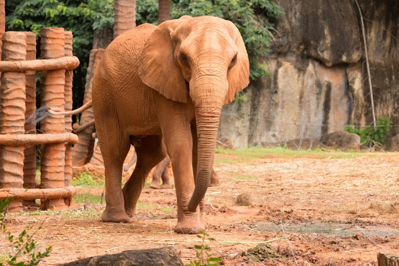 alpaca hill, bonanza exotic zoo, huahin safari & adventure park, korat zoo, pattaya sheep farm, safari park, safari world, sriayuthaya lion park, tiger park, ซาฟารี, ซาฟารี ปาร์ค, ซาฟารีกาญจนบุรี, ซาฟารีปาร์ค แอนด์ แคมป์, ซาฟารีเวิลด์, ฟาร์มแกะพัทยา, ศรีอยุธยา ไลอ้อนปาร์ค, สวนสัตว์, สวนสัตว์ 2024, สวนสัตว์ 2567, สวนสัตว์นครราชสีมา, สวนสัตว์ราชบุรี, สวนสัตว์อยุธยา, สวนสัตว์เปิด, สวนสัตว์เปิดเขาเขียว, สวนสัตว์โคราช, สวนสัตว์โบนันซ่า, สวนสัตว์ใกล้กทม., สวนสัตว์ใกล้กรุงเทพ, สวนสัตว์ใกล้กรุงเทพ 2024, สวนสัตว์ใกล้กรุงเทพ 2567, สวนเสือ, สวนเสือพัทยา, หัวหินซาฟารี, อัลปาก้าฮิลล์, เที่ยวสวนสัตว์, เที่ยวสวนสัตว์ 2024, เที่ยวสวนสัตว์ 2567, top 10+ สวนสัตว์ใกล้กรุงเทพ [กรกฎาคม 2024] สนุก เพลิดเพลินได้ทุกวัย ผจญภัยไปกับเหล่าสัตว์ป่า