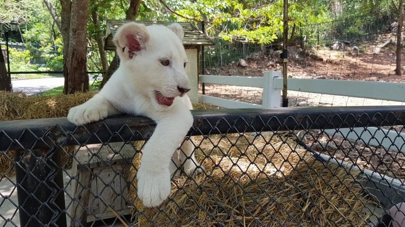 alpaca hill, bonanza exotic zoo, huahin safari & adventure park, korat zoo, pattaya sheep farm, safari park, safari world, sriayuthaya lion park, tiger park, ซาฟารี, ซาฟารี ปาร์ค, ซาฟารีกาญจนบุรี, ซาฟารีปาร์ค แอนด์ แคมป์, ซาฟารีเวิลด์, ฟาร์มแกะพัทยา, ศรีอยุธยา ไลอ้อนปาร์ค, สวนสัตว์, สวนสัตว์ 2024, สวนสัตว์ 2567, สวนสัตว์นครราชสีมา, สวนสัตว์ราชบุรี, สวนสัตว์อยุธยา, สวนสัตว์เปิด, สวนสัตว์เปิดเขาเขียว, สวนสัตว์โคราช, สวนสัตว์โบนันซ่า, สวนสัตว์ใกล้กทม., สวนสัตว์ใกล้กรุงเทพ, สวนสัตว์ใกล้กรุงเทพ 2024, สวนสัตว์ใกล้กรุงเทพ 2567, สวนเสือ, สวนเสือพัทยา, หัวหินซาฟารี, อัลปาก้าฮิลล์, เที่ยวสวนสัตว์, เที่ยวสวนสัตว์ 2024, เที่ยวสวนสัตว์ 2567, top 10+ สวนสัตว์ใกล้กรุงเทพ [กรกฎาคม 2024] สนุก เพลิดเพลินได้ทุกวัย ผจญภัยไปกับเหล่าสัตว์ป่า