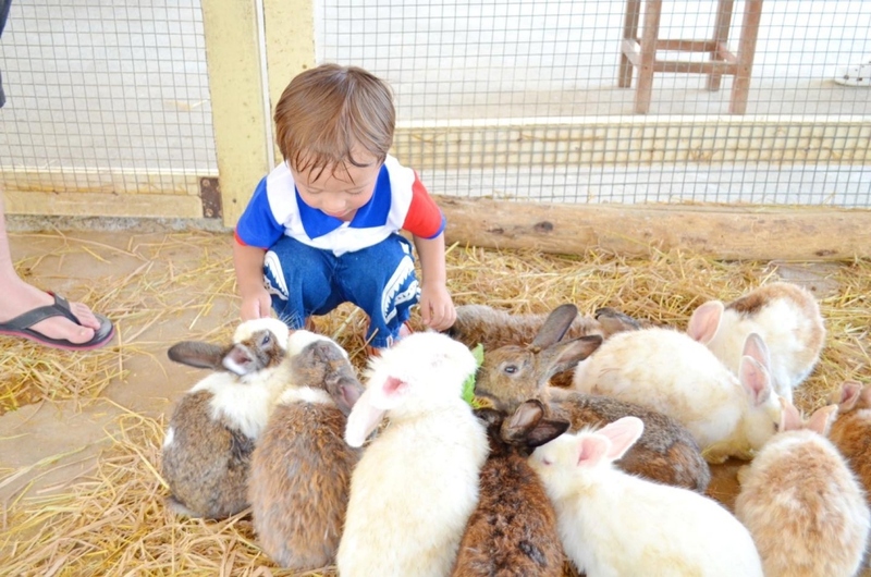 alpaca hill, bonanza exotic zoo, huahin safari & adventure park, korat zoo, pattaya sheep farm, safari park, safari world, sriayuthaya lion park, tiger park, ซาฟารี, ซาฟารี ปาร์ค, ซาฟารีกาญจนบุรี, ซาฟารีปาร์ค แอนด์ แคมป์, ซาฟารีเวิลด์, ฟาร์มแกะพัทยา, ศรีอยุธยา ไลอ้อนปาร์ค, สวนสัตว์, สวนสัตว์ 2024, สวนสัตว์ 2567, สวนสัตว์นครราชสีมา, สวนสัตว์ราชบุรี, สวนสัตว์อยุธยา, สวนสัตว์เปิด, สวนสัตว์เปิดเขาเขียว, สวนสัตว์โคราช, สวนสัตว์โบนันซ่า, สวนสัตว์ใกล้กทม., สวนสัตว์ใกล้กรุงเทพ, สวนสัตว์ใกล้กรุงเทพ 2024, สวนสัตว์ใกล้กรุงเทพ 2567, สวนเสือ, สวนเสือพัทยา, หัวหินซาฟารี, อัลปาก้าฮิลล์, เที่ยวสวนสัตว์, เที่ยวสวนสัตว์ 2024, เที่ยวสวนสัตว์ 2567, top 10+ สวนสัตว์ใกล้กรุงเทพ [กรกฎาคม 2024] สนุก เพลิดเพลินได้ทุกวัย ผจญภัยไปกับเหล่าสัตว์ป่า