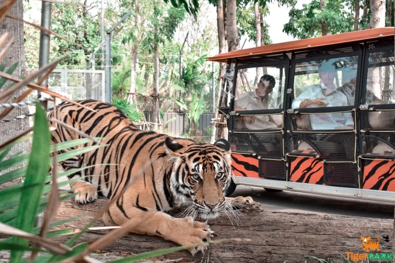 alpaca hill, bonanza exotic zoo, huahin safari & adventure park, korat zoo, pattaya sheep farm, safari park, safari world, sriayuthaya lion park, tiger park, ซาฟารี, ซาฟารี ปาร์ค, ซาฟารีกาญจนบุรี, ซาฟารีปาร์ค แอนด์ แคมป์, ซาฟารีเวิลด์, ฟาร์มแกะพัทยา, ศรีอยุธยา ไลอ้อนปาร์ค, สวนสัตว์, สวนสัตว์ 2024, สวนสัตว์ 2567, สวนสัตว์นครราชสีมา, สวนสัตว์ราชบุรี, สวนสัตว์อยุธยา, สวนสัตว์เปิด, สวนสัตว์เปิดเขาเขียว, สวนสัตว์โคราช, สวนสัตว์โบนันซ่า, สวนสัตว์ใกล้กทม., สวนสัตว์ใกล้กรุงเทพ, สวนสัตว์ใกล้กรุงเทพ 2024, สวนสัตว์ใกล้กรุงเทพ 2567, สวนเสือ, สวนเสือพัทยา, หัวหินซาฟารี, อัลปาก้าฮิลล์, เที่ยวสวนสัตว์, เที่ยวสวนสัตว์ 2024, เที่ยวสวนสัตว์ 2567, top 10+ สวนสัตว์ใกล้กรุงเทพ [กรกฎาคม 2024] สนุก เพลิดเพลินได้ทุกวัย ผจญภัยไปกับเหล่าสัตว์ป่า