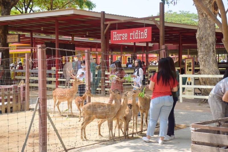 alpaca hill, bonanza exotic zoo, huahin safari & adventure park, korat zoo, pattaya sheep farm, safari park, safari world, sriayuthaya lion park, tiger park, ซาฟารี, ซาฟารี ปาร์ค, ซาฟารีกาญจนบุรี, ซาฟารีปาร์ค แอนด์ แคมป์, ซาฟารีเวิลด์, ฟาร์มแกะพัทยา, ศรีอยุธยา ไลอ้อนปาร์ค, สวนสัตว์, สวนสัตว์ 2024, สวนสัตว์ 2567, สวนสัตว์นครราชสีมา, สวนสัตว์ราชบุรี, สวนสัตว์อยุธยา, สวนสัตว์เปิด, สวนสัตว์เปิดเขาเขียว, สวนสัตว์โคราช, สวนสัตว์โบนันซ่า, สวนสัตว์ใกล้กทม., สวนสัตว์ใกล้กรุงเทพ, สวนสัตว์ใกล้กรุงเทพ 2024, สวนสัตว์ใกล้กรุงเทพ 2567, สวนเสือ, สวนเสือพัทยา, หัวหินซาฟารี, อัลปาก้าฮิลล์, เที่ยวสวนสัตว์, เที่ยวสวนสัตว์ 2024, เที่ยวสวนสัตว์ 2567, top 10+ สวนสัตว์ใกล้กรุงเทพ [กรกฎาคม 2024] สนุก เพลิดเพลินได้ทุกวัย ผจญภัยไปกับเหล่าสัตว์ป่า