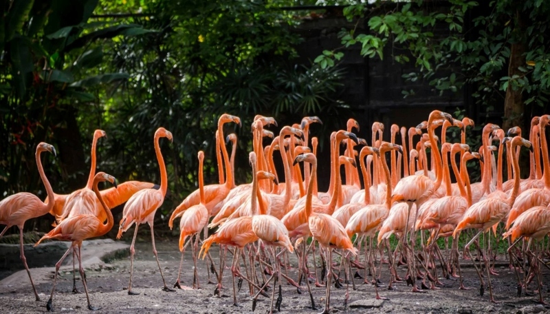 alpaca hill, bonanza exotic zoo, huahin safari & adventure park, korat zoo, pattaya sheep farm, safari park, safari world, sriayuthaya lion park, tiger park, ซาฟารี, ซาฟารี ปาร์ค, ซาฟารีกาญจนบุรี, ซาฟารีปาร์ค แอนด์ แคมป์, ซาฟารีเวิลด์, ฟาร์มแกะพัทยา, ศรีอยุธยา ไลอ้อนปาร์ค, สวนสัตว์, สวนสัตว์ 2024, สวนสัตว์ 2567, สวนสัตว์นครราชสีมา, สวนสัตว์ราชบุรี, สวนสัตว์อยุธยา, สวนสัตว์เปิด, สวนสัตว์เปิดเขาเขียว, สวนสัตว์โคราช, สวนสัตว์โบนันซ่า, สวนสัตว์ใกล้กทม., สวนสัตว์ใกล้กรุงเทพ, สวนสัตว์ใกล้กรุงเทพ 2024, สวนสัตว์ใกล้กรุงเทพ 2567, สวนเสือ, สวนเสือพัทยา, หัวหินซาฟารี, อัลปาก้าฮิลล์, เที่ยวสวนสัตว์, เที่ยวสวนสัตว์ 2024, เที่ยวสวนสัตว์ 2567, top 10+ สวนสัตว์ใกล้กรุงเทพ [กรกฎาคม 2024] สนุก เพลิดเพลินได้ทุกวัย ผจญภัยไปกับเหล่าสัตว์ป่า