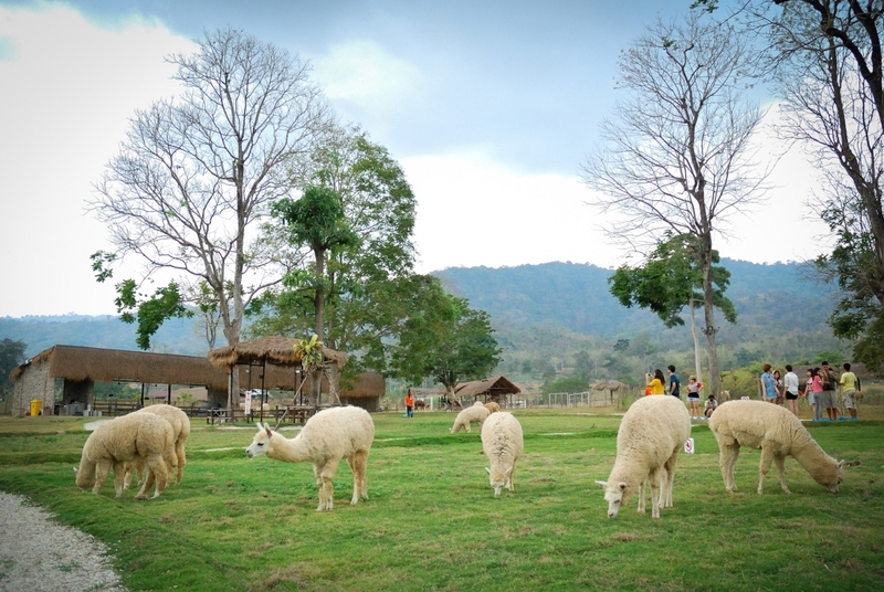 alpaca hill, bonanza exotic zoo, huahin safari & adventure park, korat zoo, pattaya sheep farm, safari park, safari world, sriayuthaya lion park, tiger park, ซาฟารี, ซาฟารี ปาร์ค, ซาฟารีกาญจนบุรี, ซาฟารีปาร์ค แอนด์ แคมป์, ซาฟารีเวิลด์, ฟาร์มแกะพัทยา, ศรีอยุธยา ไลอ้อนปาร์ค, สวนสัตว์, สวนสัตว์ 2024, สวนสัตว์ 2567, สวนสัตว์นครราชสีมา, สวนสัตว์ราชบุรี, สวนสัตว์อยุธยา, สวนสัตว์เปิด, สวนสัตว์เปิดเขาเขียว, สวนสัตว์โคราช, สวนสัตว์โบนันซ่า, สวนสัตว์ใกล้กทม., สวนสัตว์ใกล้กรุงเทพ, สวนสัตว์ใกล้กรุงเทพ 2024, สวนสัตว์ใกล้กรุงเทพ 2567, สวนเสือ, สวนเสือพัทยา, หัวหินซาฟารี, อัลปาก้าฮิลล์, เที่ยวสวนสัตว์, เที่ยวสวนสัตว์ 2024, เที่ยวสวนสัตว์ 2567, top 10+ สวนสัตว์ใกล้กรุงเทพ [กรกฎาคม 2024] สนุก เพลิดเพลินได้ทุกวัย ผจญภัยไปกับเหล่าสัตว์ป่า