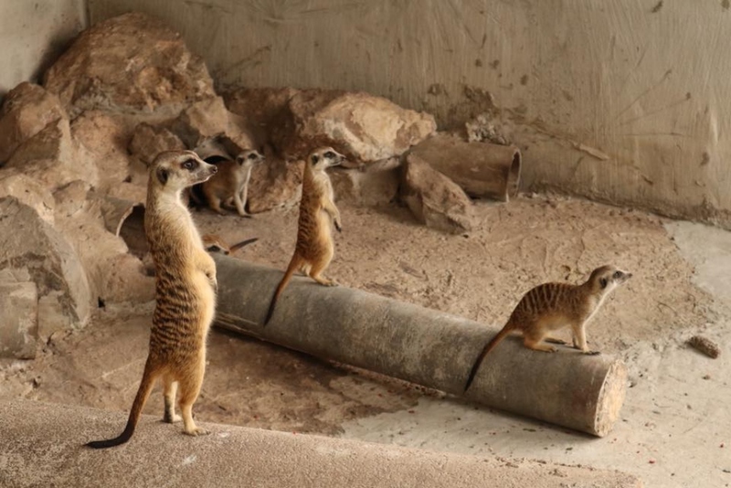 alpaca hill, bonanza exotic zoo, huahin safari & adventure park, korat zoo, pattaya sheep farm, safari park, safari world, sriayuthaya lion park, tiger park, ซาฟารี, ซาฟารี ปาร์ค, ซาฟารีกาญจนบุรี, ซาฟารีปาร์ค แอนด์ แคมป์, ซาฟารีเวิลด์, ฟาร์มแกะพัทยา, ศรีอยุธยา ไลอ้อนปาร์ค, สวนสัตว์, สวนสัตว์ 2024, สวนสัตว์ 2567, สวนสัตว์นครราชสีมา, สวนสัตว์ราชบุรี, สวนสัตว์อยุธยา, สวนสัตว์เปิด, สวนสัตว์เปิดเขาเขียว, สวนสัตว์โคราช, สวนสัตว์โบนันซ่า, สวนสัตว์ใกล้กทม., สวนสัตว์ใกล้กรุงเทพ, สวนสัตว์ใกล้กรุงเทพ 2024, สวนสัตว์ใกล้กรุงเทพ 2567, สวนเสือ, สวนเสือพัทยา, หัวหินซาฟารี, อัลปาก้าฮิลล์, เที่ยวสวนสัตว์, เที่ยวสวนสัตว์ 2024, เที่ยวสวนสัตว์ 2567, top 10+ สวนสัตว์ใกล้กรุงเทพ [กรกฎาคม 2024] สนุก เพลิดเพลินได้ทุกวัย ผจญภัยไปกับเหล่าสัตว์ป่า