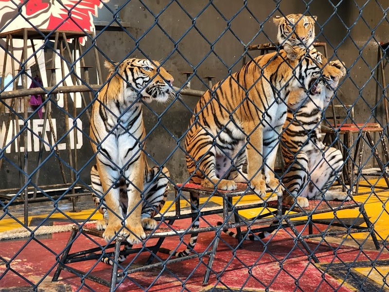 alpaca hill, bonanza exotic zoo, huahin safari & adventure park, korat zoo, pattaya sheep farm, safari park, safari world, sriayuthaya lion park, tiger park, ซาฟารี, ซาฟารี ปาร์ค, ซาฟารีกาญจนบุรี, ซาฟารีปาร์ค แอนด์ แคมป์, ซาฟารีเวิลด์, ฟาร์มแกะพัทยา, ศรีอยุธยา ไลอ้อนปาร์ค, สวนสัตว์, สวนสัตว์ 2024, สวนสัตว์ 2567, สวนสัตว์นครราชสีมา, สวนสัตว์ราชบุรี, สวนสัตว์อยุธยา, สวนสัตว์เปิด, สวนสัตว์เปิดเขาเขียว, สวนสัตว์โคราช, สวนสัตว์โบนันซ่า, สวนสัตว์ใกล้กทม., สวนสัตว์ใกล้กรุงเทพ, สวนสัตว์ใกล้กรุงเทพ 2024, สวนสัตว์ใกล้กรุงเทพ 2567, สวนเสือ, สวนเสือพัทยา, หัวหินซาฟารี, อัลปาก้าฮิลล์, เที่ยวสวนสัตว์, เที่ยวสวนสัตว์ 2024, เที่ยวสวนสัตว์ 2567, top 10+ สวนสัตว์ใกล้กรุงเทพ [กรกฎาคม 2024] สนุก เพลิดเพลินได้ทุกวัย ผจญภัยไปกับเหล่าสัตว์ป่า