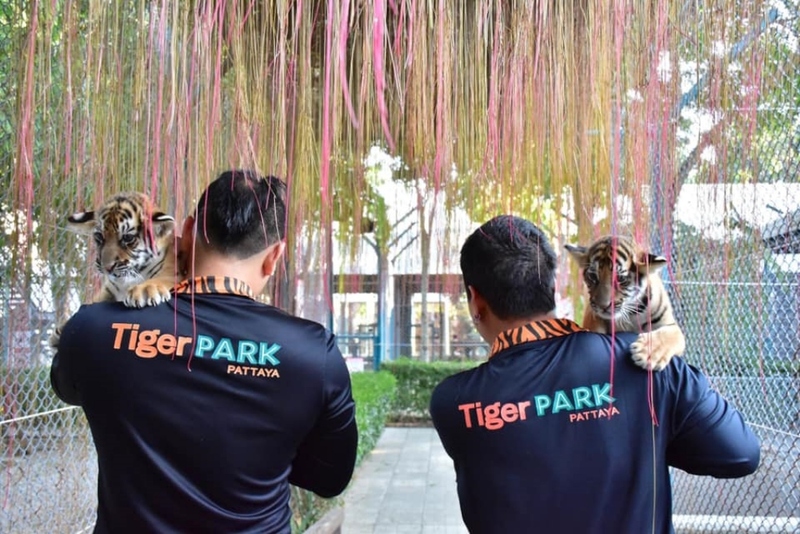 alpaca hill, bonanza exotic zoo, huahin safari & adventure park, korat zoo, pattaya sheep farm, safari park, safari world, sriayuthaya lion park, tiger park, ซาฟารี, ซาฟารี ปาร์ค, ซาฟารีกาญจนบุรี, ซาฟารีปาร์ค แอนด์ แคมป์, ซาฟารีเวิลด์, ฟาร์มแกะพัทยา, ศรีอยุธยา ไลอ้อนปาร์ค, สวนสัตว์, สวนสัตว์ 2024, สวนสัตว์ 2567, สวนสัตว์นครราชสีมา, สวนสัตว์ราชบุรี, สวนสัตว์อยุธยา, สวนสัตว์เปิด, สวนสัตว์เปิดเขาเขียว, สวนสัตว์โคราช, สวนสัตว์โบนันซ่า, สวนสัตว์ใกล้กทม., สวนสัตว์ใกล้กรุงเทพ, สวนสัตว์ใกล้กรุงเทพ 2024, สวนสัตว์ใกล้กรุงเทพ 2567, สวนเสือ, สวนเสือพัทยา, หัวหินซาฟารี, อัลปาก้าฮิลล์, เที่ยวสวนสัตว์, เที่ยวสวนสัตว์ 2024, เที่ยวสวนสัตว์ 2567, top 10+ สวนสัตว์ใกล้กรุงเทพ [กรกฎาคม 2024] สนุก เพลิดเพลินได้ทุกวัย ผจญภัยไปกับเหล่าสัตว์ป่า