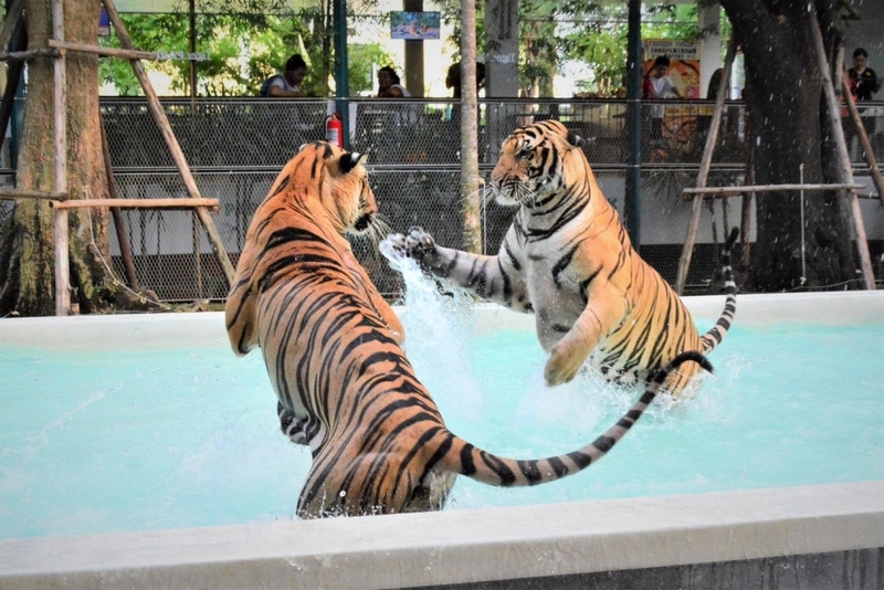 alpaca hill, bonanza exotic zoo, huahin safari & adventure park, korat zoo, pattaya sheep farm, safari park, safari world, sriayuthaya lion park, tiger park, ซาฟารี, ซาฟารี ปาร์ค, ซาฟารีกาญจนบุรี, ซาฟารีปาร์ค แอนด์ แคมป์, ซาฟารีเวิลด์, ฟาร์มแกะพัทยา, ศรีอยุธยา ไลอ้อนปาร์ค, สวนสัตว์, สวนสัตว์ 2024, สวนสัตว์ 2567, สวนสัตว์นครราชสีมา, สวนสัตว์ราชบุรี, สวนสัตว์อยุธยา, สวนสัตว์เปิด, สวนสัตว์เปิดเขาเขียว, สวนสัตว์โคราช, สวนสัตว์โบนันซ่า, สวนสัตว์ใกล้กทม., สวนสัตว์ใกล้กรุงเทพ, สวนสัตว์ใกล้กรุงเทพ 2024, สวนสัตว์ใกล้กรุงเทพ 2567, สวนเสือ, สวนเสือพัทยา, หัวหินซาฟารี, อัลปาก้าฮิลล์, เที่ยวสวนสัตว์, เที่ยวสวนสัตว์ 2024, เที่ยวสวนสัตว์ 2567, top 10+ สวนสัตว์ใกล้กรุงเทพ [กรกฎาคม 2024] สนุก เพลิดเพลินได้ทุกวัย ผจญภัยไปกับเหล่าสัตว์ป่า