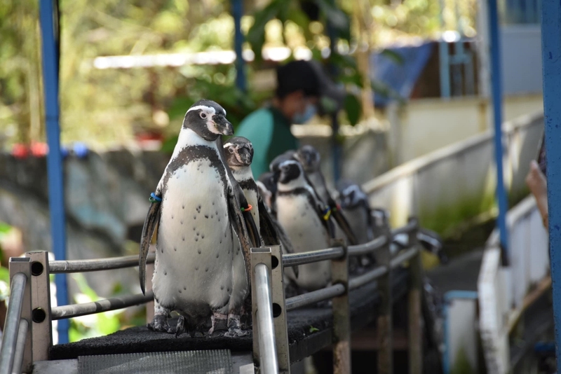 alpaca hill, bonanza exotic zoo, huahin safari & adventure park, korat zoo, pattaya sheep farm, safari park, safari world, sriayuthaya lion park, tiger park, ซาฟารี, ซาฟารี ปาร์ค, ซาฟารีกาญจนบุรี, ซาฟารีปาร์ค แอนด์ แคมป์, ซาฟารีเวิลด์, ฟาร์มแกะพัทยา, ศรีอยุธยา ไลอ้อนปาร์ค, สวนสัตว์, สวนสัตว์ 2024, สวนสัตว์ 2567, สวนสัตว์นครราชสีมา, สวนสัตว์ราชบุรี, สวนสัตว์อยุธยา, สวนสัตว์เปิด, สวนสัตว์เปิดเขาเขียว, สวนสัตว์โคราช, สวนสัตว์โบนันซ่า, สวนสัตว์ใกล้กทม., สวนสัตว์ใกล้กรุงเทพ, สวนสัตว์ใกล้กรุงเทพ 2024, สวนสัตว์ใกล้กรุงเทพ 2567, สวนเสือ, สวนเสือพัทยา, หัวหินซาฟารี, อัลปาก้าฮิลล์, เที่ยวสวนสัตว์, เที่ยวสวนสัตว์ 2024, เที่ยวสวนสัตว์ 2567, top 10+ สวนสัตว์ใกล้กรุงเทพ [กรกฎาคม 2024] สนุก เพลิดเพลินได้ทุกวัย ผจญภัยไปกับเหล่าสัตว์ป่า
