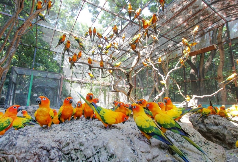 alpaca hill, bonanza exotic zoo, huahin safari & adventure park, korat zoo, pattaya sheep farm, safari park, safari world, sriayuthaya lion park, tiger park, ซาฟารี, ซาฟารี ปาร์ค, ซาฟารีกาญจนบุรี, ซาฟารีปาร์ค แอนด์ แคมป์, ซาฟารีเวิลด์, ฟาร์มแกะพัทยา, ศรีอยุธยา ไลอ้อนปาร์ค, สวนสัตว์, สวนสัตว์ 2024, สวนสัตว์ 2567, สวนสัตว์นครราชสีมา, สวนสัตว์ราชบุรี, สวนสัตว์อยุธยา, สวนสัตว์เปิด, สวนสัตว์เปิดเขาเขียว, สวนสัตว์โคราช, สวนสัตว์โบนันซ่า, สวนสัตว์ใกล้กทม., สวนสัตว์ใกล้กรุงเทพ, สวนสัตว์ใกล้กรุงเทพ 2024, สวนสัตว์ใกล้กรุงเทพ 2567, สวนเสือ, สวนเสือพัทยา, หัวหินซาฟารี, อัลปาก้าฮิลล์, เที่ยวสวนสัตว์, เที่ยวสวนสัตว์ 2024, เที่ยวสวนสัตว์ 2567, top 10+ สวนสัตว์ใกล้กรุงเทพ [กรกฎาคม 2024] สนุก เพลิดเพลินได้ทุกวัย ผจญภัยไปกับเหล่าสัตว์ป่า
