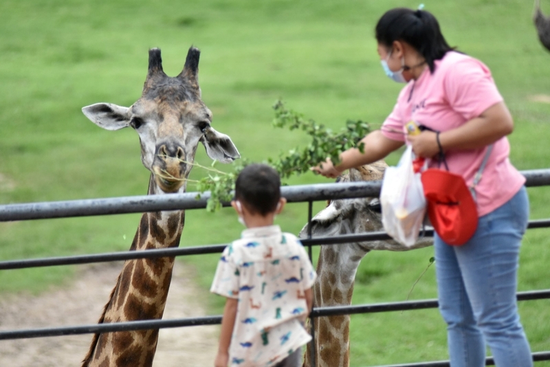 alpaca hill, bonanza exotic zoo, huahin safari & adventure park, korat zoo, pattaya sheep farm, safari park, safari world, sriayuthaya lion park, tiger park, ซาฟารี, ซาฟารี ปาร์ค, ซาฟารีกาญจนบุรี, ซาฟารีปาร์ค แอนด์ แคมป์, ซาฟารีเวิลด์, ฟาร์มแกะพัทยา, ศรีอยุธยา ไลอ้อนปาร์ค, สวนสัตว์, สวนสัตว์ 2024, สวนสัตว์ 2567, สวนสัตว์นครราชสีมา, สวนสัตว์ราชบุรี, สวนสัตว์อยุธยา, สวนสัตว์เปิด, สวนสัตว์เปิดเขาเขียว, สวนสัตว์โคราช, สวนสัตว์โบนันซ่า, สวนสัตว์ใกล้กทม., สวนสัตว์ใกล้กรุงเทพ, สวนสัตว์ใกล้กรุงเทพ 2024, สวนสัตว์ใกล้กรุงเทพ 2567, สวนเสือ, สวนเสือพัทยา, หัวหินซาฟารี, อัลปาก้าฮิลล์, เที่ยวสวนสัตว์, เที่ยวสวนสัตว์ 2024, เที่ยวสวนสัตว์ 2567, top 10+ สวนสัตว์ใกล้กรุงเทพ [กรกฎาคม 2024] สนุก เพลิดเพลินได้ทุกวัย ผจญภัยไปกับเหล่าสัตว์ป่า