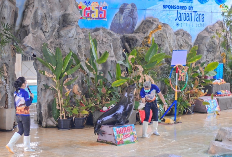 alpaca hill, bonanza exotic zoo, huahin safari & adventure park, korat zoo, pattaya sheep farm, safari park, safari world, sriayuthaya lion park, tiger park, ซาฟารี, ซาฟารี ปาร์ค, ซาฟารีกาญจนบุรี, ซาฟารีปาร์ค แอนด์ แคมป์, ซาฟารีเวิลด์, ฟาร์มแกะพัทยา, ศรีอยุธยา ไลอ้อนปาร์ค, สวนสัตว์, สวนสัตว์ 2024, สวนสัตว์ 2567, สวนสัตว์นครราชสีมา, สวนสัตว์ราชบุรี, สวนสัตว์อยุธยา, สวนสัตว์เปิด, สวนสัตว์เปิดเขาเขียว, สวนสัตว์โคราช, สวนสัตว์โบนันซ่า, สวนสัตว์ใกล้กทม., สวนสัตว์ใกล้กรุงเทพ, สวนสัตว์ใกล้กรุงเทพ 2024, สวนสัตว์ใกล้กรุงเทพ 2567, สวนเสือ, สวนเสือพัทยา, หัวหินซาฟารี, อัลปาก้าฮิลล์, เที่ยวสวนสัตว์, เที่ยวสวนสัตว์ 2024, เที่ยวสวนสัตว์ 2567, top 10+ สวนสัตว์ใกล้กรุงเทพ [กรกฎาคม 2024] สนุก เพลิดเพลินได้ทุกวัย ผจญภัยไปกับเหล่าสัตว์ป่า