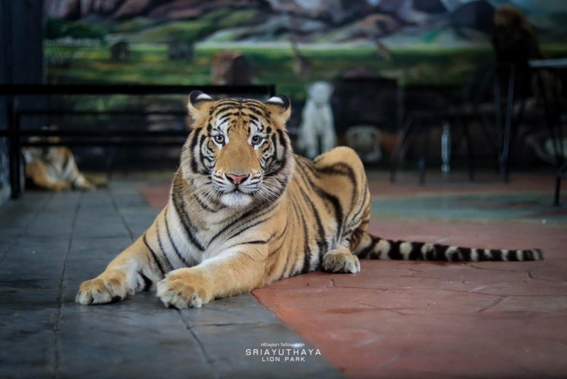 alpaca hill, bonanza exotic zoo, huahin safari & adventure park, korat zoo, pattaya sheep farm, safari park, safari world, sriayuthaya lion park, tiger park, ซาฟารี, ซาฟารี ปาร์ค, ซาฟารีกาญจนบุรี, ซาฟารีปาร์ค แอนด์ แคมป์, ซาฟารีเวิลด์, ฟาร์มแกะพัทยา, ศรีอยุธยา ไลอ้อนปาร์ค, สวนสัตว์, สวนสัตว์ 2024, สวนสัตว์ 2567, สวนสัตว์นครราชสีมา, สวนสัตว์ราชบุรี, สวนสัตว์อยุธยา, สวนสัตว์เปิด, สวนสัตว์เปิดเขาเขียว, สวนสัตว์โคราช, สวนสัตว์โบนันซ่า, สวนสัตว์ใกล้กทม., สวนสัตว์ใกล้กรุงเทพ, สวนสัตว์ใกล้กรุงเทพ 2024, สวนสัตว์ใกล้กรุงเทพ 2567, สวนเสือ, สวนเสือพัทยา, หัวหินซาฟารี, อัลปาก้าฮิลล์, เที่ยวสวนสัตว์, เที่ยวสวนสัตว์ 2024, เที่ยวสวนสัตว์ 2567, top 10+ สวนสัตว์ใกล้กรุงเทพ [กรกฎาคม 2024] สนุก เพลิดเพลินได้ทุกวัย ผจญภัยไปกับเหล่าสัตว์ป่า