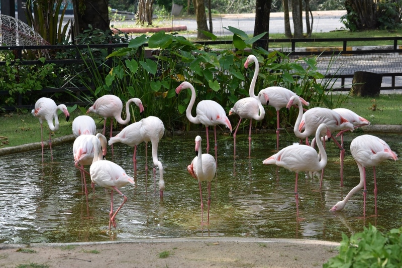 alpaca hill, bonanza exotic zoo, huahin safari & adventure park, korat zoo, pattaya sheep farm, safari park, safari world, sriayuthaya lion park, tiger park, ซาฟารี, ซาฟารี ปาร์ค, ซาฟารีกาญจนบุรี, ซาฟารีปาร์ค แอนด์ แคมป์, ซาฟารีเวิลด์, ฟาร์มแกะพัทยา, ศรีอยุธยา ไลอ้อนปาร์ค, สวนสัตว์, สวนสัตว์ 2024, สวนสัตว์ 2567, สวนสัตว์นครราชสีมา, สวนสัตว์ราชบุรี, สวนสัตว์อยุธยา, สวนสัตว์เปิด, สวนสัตว์เปิดเขาเขียว, สวนสัตว์โคราช, สวนสัตว์โบนันซ่า, สวนสัตว์ใกล้กทม., สวนสัตว์ใกล้กรุงเทพ, สวนสัตว์ใกล้กรุงเทพ 2024, สวนสัตว์ใกล้กรุงเทพ 2567, สวนเสือ, สวนเสือพัทยา, หัวหินซาฟารี, อัลปาก้าฮิลล์, เที่ยวสวนสัตว์, เที่ยวสวนสัตว์ 2024, เที่ยวสวนสัตว์ 2567, top 10+ สวนสัตว์ใกล้กรุงเทพ [กรกฎาคม 2024] สนุก เพลิดเพลินได้ทุกวัย ผจญภัยไปกับเหล่าสัตว์ป่า