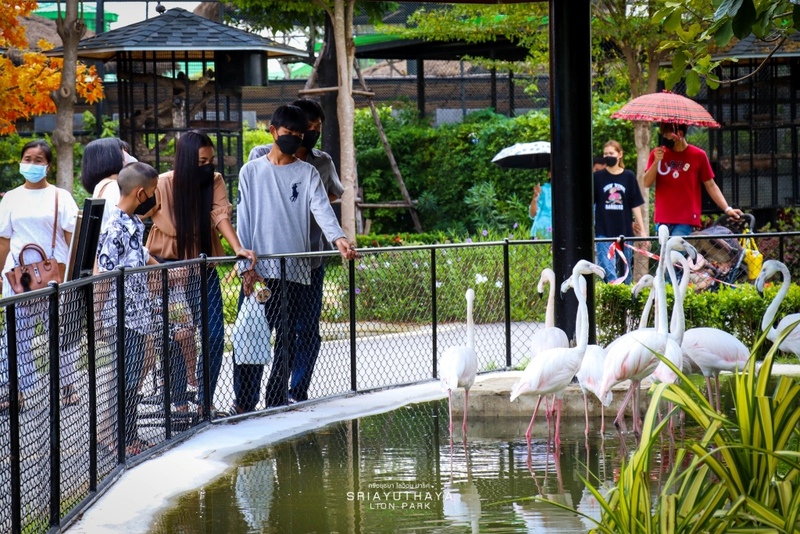 alpaca hill, bonanza exotic zoo, huahin safari & adventure park, korat zoo, pattaya sheep farm, safari park, safari world, sriayuthaya lion park, tiger park, ซาฟารี, ซาฟารี ปาร์ค, ซาฟารีกาญจนบุรี, ซาฟารีปาร์ค แอนด์ แคมป์, ซาฟารีเวิลด์, ฟาร์มแกะพัทยา, ศรีอยุธยา ไลอ้อนปาร์ค, สวนสัตว์, สวนสัตว์ 2024, สวนสัตว์ 2567, สวนสัตว์นครราชสีมา, สวนสัตว์ราชบุรี, สวนสัตว์อยุธยา, สวนสัตว์เปิด, สวนสัตว์เปิดเขาเขียว, สวนสัตว์โคราช, สวนสัตว์โบนันซ่า, สวนสัตว์ใกล้กทม., สวนสัตว์ใกล้กรุงเทพ, สวนสัตว์ใกล้กรุงเทพ 2024, สวนสัตว์ใกล้กรุงเทพ 2567, สวนเสือ, สวนเสือพัทยา, หัวหินซาฟารี, อัลปาก้าฮิลล์, เที่ยวสวนสัตว์, เที่ยวสวนสัตว์ 2024, เที่ยวสวนสัตว์ 2567, top 10+ สวนสัตว์ใกล้กรุงเทพ [กรกฎาคม 2024] สนุก เพลิดเพลินได้ทุกวัย ผจญภัยไปกับเหล่าสัตว์ป่า