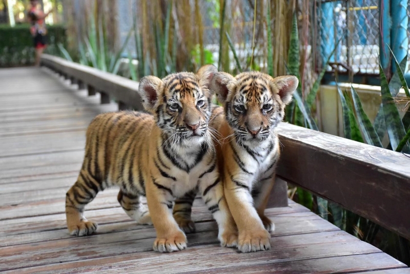 alpaca hill, bonanza exotic zoo, huahin safari & adventure park, korat zoo, pattaya sheep farm, safari park, safari world, sriayuthaya lion park, tiger park, ซาฟารี, ซาฟารี ปาร์ค, ซาฟารีกาญจนบุรี, ซาฟารีปาร์ค แอนด์ แคมป์, ซาฟารีเวิลด์, ฟาร์มแกะพัทยา, ศรีอยุธยา ไลอ้อนปาร์ค, สวนสัตว์, สวนสัตว์ 2024, สวนสัตว์ 2567, สวนสัตว์นครราชสีมา, สวนสัตว์ราชบุรี, สวนสัตว์อยุธยา, สวนสัตว์เปิด, สวนสัตว์เปิดเขาเขียว, สวนสัตว์โคราช, สวนสัตว์โบนันซ่า, สวนสัตว์ใกล้กทม., สวนสัตว์ใกล้กรุงเทพ, สวนสัตว์ใกล้กรุงเทพ 2024, สวนสัตว์ใกล้กรุงเทพ 2567, สวนเสือ, สวนเสือพัทยา, หัวหินซาฟารี, อัลปาก้าฮิลล์, เที่ยวสวนสัตว์, เที่ยวสวนสัตว์ 2024, เที่ยวสวนสัตว์ 2567, top 10+ สวนสัตว์ใกล้กรุงเทพ [กรกฎาคม 2024] สนุก เพลิดเพลินได้ทุกวัย ผจญภัยไปกับเหล่าสัตว์ป่า