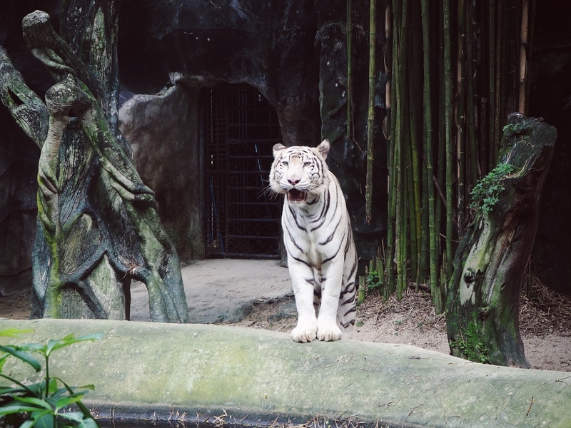 alpaca hill, bonanza exotic zoo, huahin safari & adventure park, korat zoo, pattaya sheep farm, safari park, safari world, sriayuthaya lion park, tiger park, ซาฟารี, ซาฟารี ปาร์ค, ซาฟารีกาญจนบุรี, ซาฟารีปาร์ค แอนด์ แคมป์, ซาฟารีเวิลด์, ฟาร์มแกะพัทยา, ศรีอยุธยา ไลอ้อนปาร์ค, สวนสัตว์, สวนสัตว์ 2024, สวนสัตว์ 2567, สวนสัตว์นครราชสีมา, สวนสัตว์ราชบุรี, สวนสัตว์อยุธยา, สวนสัตว์เปิด, สวนสัตว์เปิดเขาเขียว, สวนสัตว์โคราช, สวนสัตว์โบนันซ่า, สวนสัตว์ใกล้กทม., สวนสัตว์ใกล้กรุงเทพ, สวนสัตว์ใกล้กรุงเทพ 2024, สวนสัตว์ใกล้กรุงเทพ 2567, สวนเสือ, สวนเสือพัทยา, หัวหินซาฟารี, อัลปาก้าฮิลล์, เที่ยวสวนสัตว์, เที่ยวสวนสัตว์ 2024, เที่ยวสวนสัตว์ 2567, top 10+ สวนสัตว์ใกล้กรุงเทพ [กรกฎาคม 2024] สนุก เพลิดเพลินได้ทุกวัย ผจญภัยไปกับเหล่าสัตว์ป่า