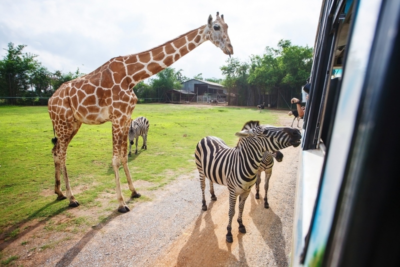 alpaca hill, bonanza exotic zoo, huahin safari & adventure park, korat zoo, pattaya sheep farm, safari park, safari world, sriayuthaya lion park, tiger park, ซาฟารี, ซาฟารี ปาร์ค, ซาฟารีกาญจนบุรี, ซาฟารีปาร์ค แอนด์ แคมป์, ซาฟารีเวิลด์, ฟาร์มแกะพัทยา, ศรีอยุธยา ไลอ้อนปาร์ค, สวนสัตว์, สวนสัตว์ 2024, สวนสัตว์ 2567, สวนสัตว์นครราชสีมา, สวนสัตว์ราชบุรี, สวนสัตว์อยุธยา, สวนสัตว์เปิด, สวนสัตว์เปิดเขาเขียว, สวนสัตว์โคราช, สวนสัตว์โบนันซ่า, สวนสัตว์ใกล้กทม., สวนสัตว์ใกล้กรุงเทพ, สวนสัตว์ใกล้กรุงเทพ 2024, สวนสัตว์ใกล้กรุงเทพ 2567, สวนเสือ, สวนเสือพัทยา, หัวหินซาฟารี, อัลปาก้าฮิลล์, เที่ยวสวนสัตว์, เที่ยวสวนสัตว์ 2024, เที่ยวสวนสัตว์ 2567, top 10+ สวนสัตว์ใกล้กรุงเทพ [กรกฎาคม 2024] สนุก เพลิดเพลินได้ทุกวัย ผจญภัยไปกับเหล่าสัตว์ป่า