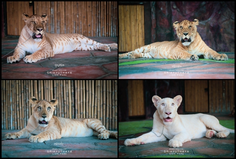 alpaca hill, bonanza exotic zoo, huahin safari & adventure park, korat zoo, pattaya sheep farm, safari park, safari world, sriayuthaya lion park, tiger park, ซาฟารี, ซาฟารี ปาร์ค, ซาฟารีกาญจนบุรี, ซาฟารีปาร์ค แอนด์ แคมป์, ซาฟารีเวิลด์, ฟาร์มแกะพัทยา, ศรีอยุธยา ไลอ้อนปาร์ค, สวนสัตว์, สวนสัตว์ 2024, สวนสัตว์ 2567, สวนสัตว์นครราชสีมา, สวนสัตว์ราชบุรี, สวนสัตว์อยุธยา, สวนสัตว์เปิด, สวนสัตว์เปิดเขาเขียว, สวนสัตว์โคราช, สวนสัตว์โบนันซ่า, สวนสัตว์ใกล้กทม., สวนสัตว์ใกล้กรุงเทพ, สวนสัตว์ใกล้กรุงเทพ 2024, สวนสัตว์ใกล้กรุงเทพ 2567, สวนเสือ, สวนเสือพัทยา, หัวหินซาฟารี, อัลปาก้าฮิลล์, เที่ยวสวนสัตว์, เที่ยวสวนสัตว์ 2024, เที่ยวสวนสัตว์ 2567, top 10+ สวนสัตว์ใกล้กรุงเทพ [กรกฎาคม 2024] สนุก เพลิดเพลินได้ทุกวัย ผจญภัยไปกับเหล่าสัตว์ป่า