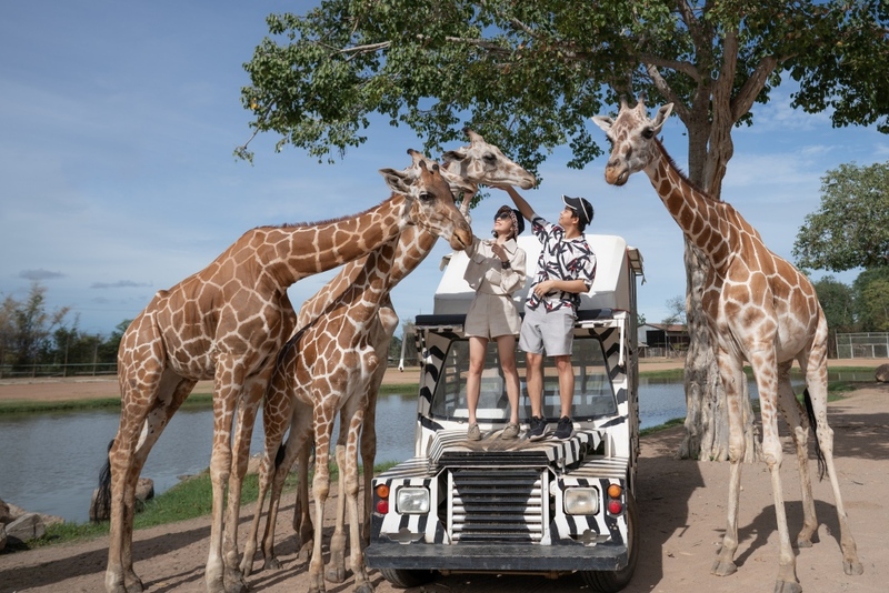 alpaca hill, bonanza exotic zoo, huahin safari & adventure park, korat zoo, pattaya sheep farm, safari park, safari world, sriayuthaya lion park, tiger park, ซาฟารี, ซาฟารี ปาร์ค, ซาฟารีกาญจนบุรี, ซาฟารีปาร์ค แอนด์ แคมป์, ซาฟารีเวิลด์, ฟาร์มแกะพัทยา, ศรีอยุธยา ไลอ้อนปาร์ค, สวนสัตว์, สวนสัตว์ 2024, สวนสัตว์ 2567, สวนสัตว์นครราชสีมา, สวนสัตว์ราชบุรี, สวนสัตว์อยุธยา, สวนสัตว์เปิด, สวนสัตว์เปิดเขาเขียว, สวนสัตว์โคราช, สวนสัตว์โบนันซ่า, สวนสัตว์ใกล้กทม., สวนสัตว์ใกล้กรุงเทพ, สวนสัตว์ใกล้กรุงเทพ 2024, สวนสัตว์ใกล้กรุงเทพ 2567, สวนเสือ, สวนเสือพัทยา, หัวหินซาฟารี, อัลปาก้าฮิลล์, เที่ยวสวนสัตว์, เที่ยวสวนสัตว์ 2024, เที่ยวสวนสัตว์ 2567, top 10+ สวนสัตว์ใกล้กรุงเทพ [กรกฎาคม 2024] สนุก เพลิดเพลินได้ทุกวัย ผจญภัยไปกับเหล่าสัตว์ป่า