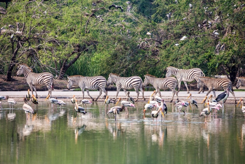 alpaca hill, bonanza exotic zoo, huahin safari & adventure park, korat zoo, pattaya sheep farm, safari park, safari world, sriayuthaya lion park, tiger park, ซาฟารี, ซาฟารี ปาร์ค, ซาฟารีกาญจนบุรี, ซาฟารีปาร์ค แอนด์ แคมป์, ซาฟารีเวิลด์, ฟาร์มแกะพัทยา, ศรีอยุธยา ไลอ้อนปาร์ค, สวนสัตว์, สวนสัตว์ 2024, สวนสัตว์ 2567, สวนสัตว์นครราชสีมา, สวนสัตว์ราชบุรี, สวนสัตว์อยุธยา, สวนสัตว์เปิด, สวนสัตว์เปิดเขาเขียว, สวนสัตว์โคราช, สวนสัตว์โบนันซ่า, สวนสัตว์ใกล้กทม., สวนสัตว์ใกล้กรุงเทพ, สวนสัตว์ใกล้กรุงเทพ 2024, สวนสัตว์ใกล้กรุงเทพ 2567, สวนเสือ, สวนเสือพัทยา, หัวหินซาฟารี, อัลปาก้าฮิลล์, เที่ยวสวนสัตว์, เที่ยวสวนสัตว์ 2024, เที่ยวสวนสัตว์ 2567, top 10+ สวนสัตว์ใกล้กรุงเทพ [กรกฎาคม 2024] สนุก เพลิดเพลินได้ทุกวัย ผจญภัยไปกับเหล่าสัตว์ป่า