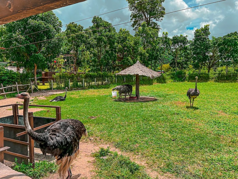 alpaca hill, bonanza exotic zoo, huahin safari & adventure park, korat zoo, pattaya sheep farm, safari park, safari world, sriayuthaya lion park, tiger park, ซาฟารี, ซาฟารี ปาร์ค, ซาฟารีกาญจนบุรี, ซาฟารีปาร์ค แอนด์ แคมป์, ซาฟารีเวิลด์, ฟาร์มแกะพัทยา, ศรีอยุธยา ไลอ้อนปาร์ค, สวนสัตว์, สวนสัตว์ 2024, สวนสัตว์ 2567, สวนสัตว์นครราชสีมา, สวนสัตว์ราชบุรี, สวนสัตว์อยุธยา, สวนสัตว์เปิด, สวนสัตว์เปิดเขาเขียว, สวนสัตว์โคราช, สวนสัตว์โบนันซ่า, สวนสัตว์ใกล้กทม., สวนสัตว์ใกล้กรุงเทพ, สวนสัตว์ใกล้กรุงเทพ 2024, สวนสัตว์ใกล้กรุงเทพ 2567, สวนเสือ, สวนเสือพัทยา, หัวหินซาฟารี, อัลปาก้าฮิลล์, เที่ยวสวนสัตว์, เที่ยวสวนสัตว์ 2024, เที่ยวสวนสัตว์ 2567, top 10+ สวนสัตว์ใกล้กรุงเทพ [กรกฎาคม 2024] สนุก เพลิดเพลินได้ทุกวัย ผจญภัยไปกับเหล่าสัตว์ป่า
