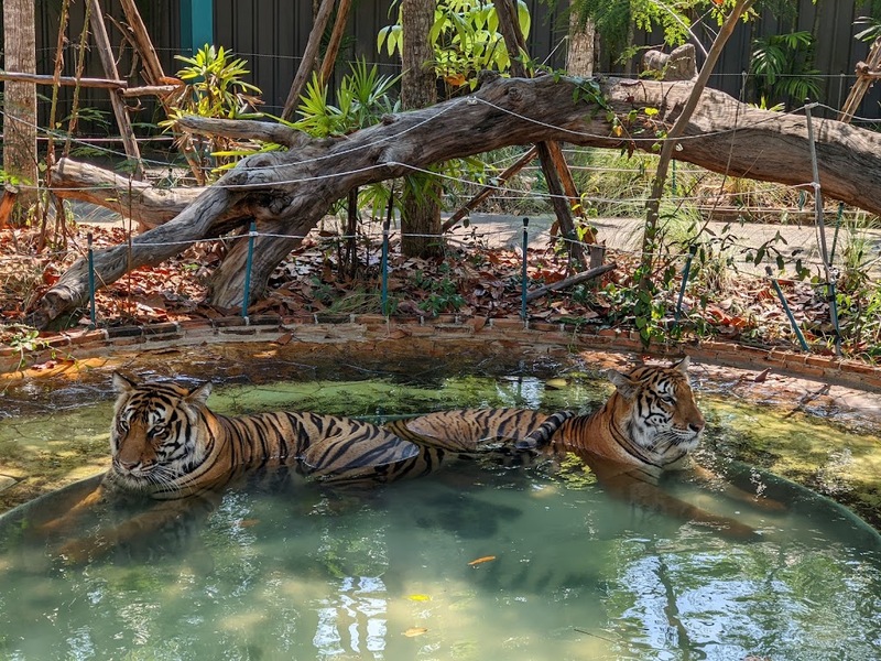 alpaca hill, bonanza exotic zoo, huahin safari & adventure park, korat zoo, pattaya sheep farm, safari park, safari world, sriayuthaya lion park, tiger park, ซาฟารี, ซาฟารี ปาร์ค, ซาฟารีกาญจนบุรี, ซาฟารีปาร์ค แอนด์ แคมป์, ซาฟารีเวิลด์, ฟาร์มแกะพัทยา, ศรีอยุธยา ไลอ้อนปาร์ค, สวนสัตว์, สวนสัตว์ 2024, สวนสัตว์ 2567, สวนสัตว์นครราชสีมา, สวนสัตว์ราชบุรี, สวนสัตว์อยุธยา, สวนสัตว์เปิด, สวนสัตว์เปิดเขาเขียว, สวนสัตว์โคราช, สวนสัตว์โบนันซ่า, สวนสัตว์ใกล้กทม., สวนสัตว์ใกล้กรุงเทพ, สวนสัตว์ใกล้กรุงเทพ 2024, สวนสัตว์ใกล้กรุงเทพ 2567, สวนเสือ, สวนเสือพัทยา, หัวหินซาฟารี, อัลปาก้าฮิลล์, เที่ยวสวนสัตว์, เที่ยวสวนสัตว์ 2024, เที่ยวสวนสัตว์ 2567, top 10+ สวนสัตว์ใกล้กรุงเทพ [กรกฎาคม 2024] สนุก เพลิดเพลินได้ทุกวัย ผจญภัยไปกับเหล่าสัตว์ป่า