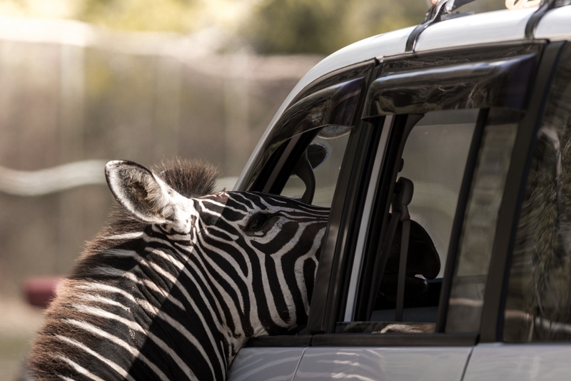 alpaca hill, bonanza exotic zoo, huahin safari & adventure park, korat zoo, pattaya sheep farm, safari park, safari world, sriayuthaya lion park, tiger park, ซาฟารี, ซาฟารี ปาร์ค, ซาฟารีกาญจนบุรี, ซาฟารีปาร์ค แอนด์ แคมป์, ซาฟารีเวิลด์, ฟาร์มแกะพัทยา, ศรีอยุธยา ไลอ้อนปาร์ค, สวนสัตว์, สวนสัตว์ 2024, สวนสัตว์ 2567, สวนสัตว์นครราชสีมา, สวนสัตว์ราชบุรี, สวนสัตว์อยุธยา, สวนสัตว์เปิด, สวนสัตว์เปิดเขาเขียว, สวนสัตว์โคราช, สวนสัตว์โบนันซ่า, สวนสัตว์ใกล้กทม., สวนสัตว์ใกล้กรุงเทพ, สวนสัตว์ใกล้กรุงเทพ 2024, สวนสัตว์ใกล้กรุงเทพ 2567, สวนเสือ, สวนเสือพัทยา, หัวหินซาฟารี, อัลปาก้าฮิลล์, เที่ยวสวนสัตว์, เที่ยวสวนสัตว์ 2024, เที่ยวสวนสัตว์ 2567, top 10+ สวนสัตว์ใกล้กรุงเทพ [กรกฎาคม 2024] สนุก เพลิดเพลินได้ทุกวัย ผจญภัยไปกับเหล่าสัตว์ป่า