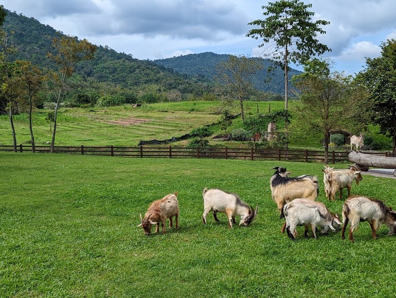alpaca hill, bonanza exotic zoo, huahin safari & adventure park, korat zoo, pattaya sheep farm, safari park, safari world, sriayuthaya lion park, tiger park, ซาฟารี, ซาฟารี ปาร์ค, ซาฟารีกาญจนบุรี, ซาฟารีปาร์ค แอนด์ แคมป์, ซาฟารีเวิลด์, ฟาร์มแกะพัทยา, ศรีอยุธยา ไลอ้อนปาร์ค, สวนสัตว์, สวนสัตว์ 2024, สวนสัตว์ 2567, สวนสัตว์นครราชสีมา, สวนสัตว์ราชบุรี, สวนสัตว์อยุธยา, สวนสัตว์เปิด, สวนสัตว์เปิดเขาเขียว, สวนสัตว์โคราช, สวนสัตว์โบนันซ่า, สวนสัตว์ใกล้กทม., สวนสัตว์ใกล้กรุงเทพ, สวนสัตว์ใกล้กรุงเทพ 2024, สวนสัตว์ใกล้กรุงเทพ 2567, สวนเสือ, สวนเสือพัทยา, หัวหินซาฟารี, อัลปาก้าฮิลล์, เที่ยวสวนสัตว์, เที่ยวสวนสัตว์ 2024, เที่ยวสวนสัตว์ 2567, top 10+ สวนสัตว์ใกล้กรุงเทพ [กรกฎาคม 2024] สนุก เพลิดเพลินได้ทุกวัย ผจญภัยไปกับเหล่าสัตว์ป่า