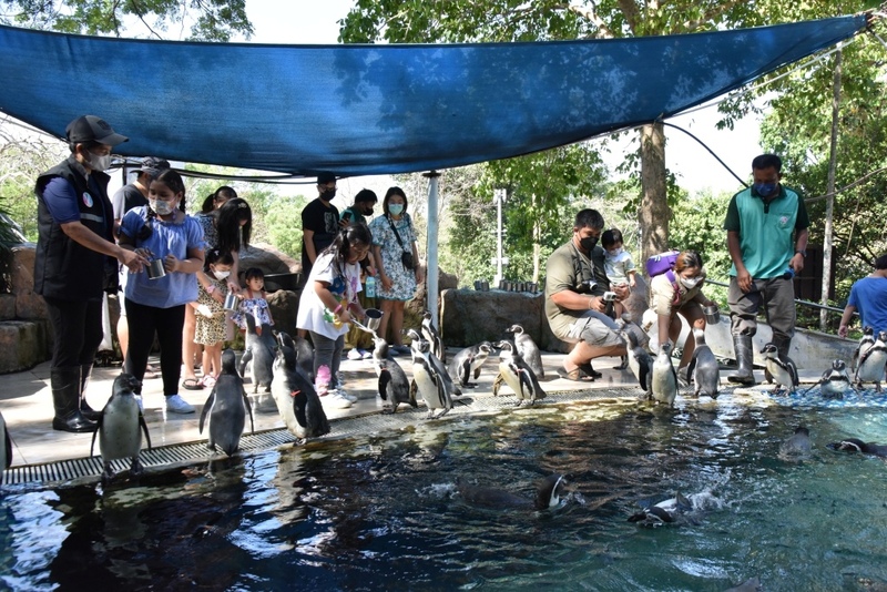 alpaca hill, bonanza exotic zoo, huahin safari & adventure park, korat zoo, pattaya sheep farm, safari park, safari world, sriayuthaya lion park, tiger park, ซาฟารี, ซาฟารี ปาร์ค, ซาฟารีกาญจนบุรี, ซาฟารีปาร์ค แอนด์ แคมป์, ซาฟารีเวิลด์, ฟาร์มแกะพัทยา, ศรีอยุธยา ไลอ้อนปาร์ค, สวนสัตว์, สวนสัตว์ 2024, สวนสัตว์ 2567, สวนสัตว์นครราชสีมา, สวนสัตว์ราชบุรี, สวนสัตว์อยุธยา, สวนสัตว์เปิด, สวนสัตว์เปิดเขาเขียว, สวนสัตว์โคราช, สวนสัตว์โบนันซ่า, สวนสัตว์ใกล้กทม., สวนสัตว์ใกล้กรุงเทพ, สวนสัตว์ใกล้กรุงเทพ 2024, สวนสัตว์ใกล้กรุงเทพ 2567, สวนเสือ, สวนเสือพัทยา, หัวหินซาฟารี, อัลปาก้าฮิลล์, เที่ยวสวนสัตว์, เที่ยวสวนสัตว์ 2024, เที่ยวสวนสัตว์ 2567, top 10+ สวนสัตว์ใกล้กรุงเทพ [กรกฎาคม 2024] สนุก เพลิดเพลินได้ทุกวัย ผจญภัยไปกับเหล่าสัตว์ป่า
