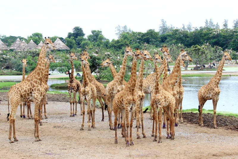 alpaca hill, bonanza exotic zoo, huahin safari & adventure park, korat zoo, pattaya sheep farm, safari park, safari world, sriayuthaya lion park, tiger park, ซาฟารี, ซาฟารี ปาร์ค, ซาฟารีกาญจนบุรี, ซาฟารีปาร์ค แอนด์ แคมป์, ซาฟารีเวิลด์, ฟาร์มแกะพัทยา, ศรีอยุธยา ไลอ้อนปาร์ค, สวนสัตว์, สวนสัตว์ 2024, สวนสัตว์ 2567, สวนสัตว์นครราชสีมา, สวนสัตว์ราชบุรี, สวนสัตว์อยุธยา, สวนสัตว์เปิด, สวนสัตว์เปิดเขาเขียว, สวนสัตว์โคราช, สวนสัตว์โบนันซ่า, สวนสัตว์ใกล้กทม., สวนสัตว์ใกล้กรุงเทพ, สวนสัตว์ใกล้กรุงเทพ 2024, สวนสัตว์ใกล้กรุงเทพ 2567, สวนเสือ, สวนเสือพัทยา, หัวหินซาฟารี, อัลปาก้าฮิลล์, เที่ยวสวนสัตว์, เที่ยวสวนสัตว์ 2024, เที่ยวสวนสัตว์ 2567, top 10+ สวนสัตว์ใกล้กรุงเทพ [กรกฎาคม 2024] สนุก เพลิดเพลินได้ทุกวัย ผจญภัยไปกับเหล่าสัตว์ป่า