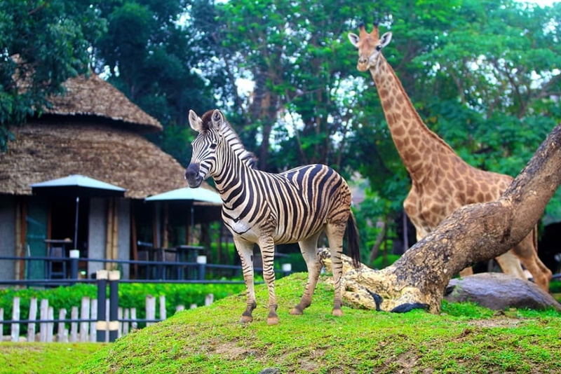alpaca hill, bonanza exotic zoo, huahin safari & adventure park, korat zoo, pattaya sheep farm, safari park, safari world, sriayuthaya lion park, tiger park, ซาฟารี, ซาฟารี ปาร์ค, ซาฟารีกาญจนบุรี, ซาฟารีปาร์ค แอนด์ แคมป์, ซาฟารีเวิลด์, ฟาร์มแกะพัทยา, ศรีอยุธยา ไลอ้อนปาร์ค, สวนสัตว์, สวนสัตว์ 2024, สวนสัตว์ 2567, สวนสัตว์นครราชสีมา, สวนสัตว์ราชบุรี, สวนสัตว์อยุธยา, สวนสัตว์เปิด, สวนสัตว์เปิดเขาเขียว, สวนสัตว์โคราช, สวนสัตว์โบนันซ่า, สวนสัตว์ใกล้กทม., สวนสัตว์ใกล้กรุงเทพ, สวนสัตว์ใกล้กรุงเทพ 2024, สวนสัตว์ใกล้กรุงเทพ 2567, สวนเสือ, สวนเสือพัทยา, หัวหินซาฟารี, อัลปาก้าฮิลล์, เที่ยวสวนสัตว์, เที่ยวสวนสัตว์ 2024, เที่ยวสวนสัตว์ 2567, top 10+ สวนสัตว์ใกล้กรุงเทพ [กรกฎาคม 2024] สนุก เพลิดเพลินได้ทุกวัย ผจญภัยไปกับเหล่าสัตว์ป่า