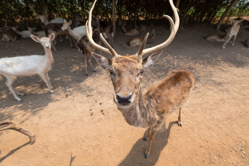 alpaca hill, bonanza exotic zoo, huahin safari & adventure park, korat zoo, pattaya sheep farm, safari park, safari world, sriayuthaya lion park, tiger park, ซาฟารี, ซาฟารี ปาร์ค, ซาฟารีกาญจนบุรี, ซาฟารีปาร์ค แอนด์ แคมป์, ซาฟารีเวิลด์, ฟาร์มแกะพัทยา, ศรีอยุธยา ไลอ้อนปาร์ค, สวนสัตว์, สวนสัตว์ 2024, สวนสัตว์ 2567, สวนสัตว์นครราชสีมา, สวนสัตว์ราชบุรี, สวนสัตว์อยุธยา, สวนสัตว์เปิด, สวนสัตว์เปิดเขาเขียว, สวนสัตว์โคราช, สวนสัตว์โบนันซ่า, สวนสัตว์ใกล้กทม., สวนสัตว์ใกล้กรุงเทพ, สวนสัตว์ใกล้กรุงเทพ 2024, สวนสัตว์ใกล้กรุงเทพ 2567, สวนเสือ, สวนเสือพัทยา, หัวหินซาฟารี, อัลปาก้าฮิลล์, เที่ยวสวนสัตว์, เที่ยวสวนสัตว์ 2024, เที่ยวสวนสัตว์ 2567, top 10+ สวนสัตว์ใกล้กรุงเทพ [กรกฎาคม 2024] สนุก เพลิดเพลินได้ทุกวัย ผจญภัยไปกับเหล่าสัตว์ป่า