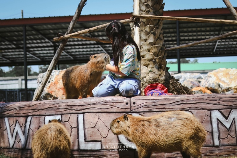 alpaca hill, bonanza exotic zoo, huahin safari & adventure park, korat zoo, pattaya sheep farm, safari park, safari world, sriayuthaya lion park, tiger park, ซาฟารี, ซาฟารี ปาร์ค, ซาฟารีกาญจนบุรี, ซาฟารีปาร์ค แอนด์ แคมป์, ซาฟารีเวิลด์, ฟาร์มแกะพัทยา, ศรีอยุธยา ไลอ้อนปาร์ค, สวนสัตว์, สวนสัตว์ 2024, สวนสัตว์ 2567, สวนสัตว์นครราชสีมา, สวนสัตว์ราชบุรี, สวนสัตว์อยุธยา, สวนสัตว์เปิด, สวนสัตว์เปิดเขาเขียว, สวนสัตว์โคราช, สวนสัตว์โบนันซ่า, สวนสัตว์ใกล้กทม., สวนสัตว์ใกล้กรุงเทพ, สวนสัตว์ใกล้กรุงเทพ 2024, สวนสัตว์ใกล้กรุงเทพ 2567, สวนเสือ, สวนเสือพัทยา, หัวหินซาฟารี, อัลปาก้าฮิลล์, เที่ยวสวนสัตว์, เที่ยวสวนสัตว์ 2024, เที่ยวสวนสัตว์ 2567, top 10+ สวนสัตว์ใกล้กรุงเทพ [กรกฎาคม 2024] สนุก เพลิดเพลินได้ทุกวัย ผจญภัยไปกับเหล่าสัตว์ป่า