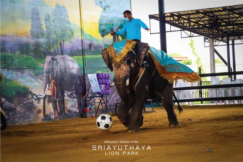 alpaca hill, bonanza exotic zoo, huahin safari & adventure park, korat zoo, pattaya sheep farm, safari park, safari world, sriayuthaya lion park, tiger park, ซาฟารี, ซาฟารี ปาร์ค, ซาฟารีกาญจนบุรี, ซาฟารีปาร์ค แอนด์ แคมป์, ซาฟารีเวิลด์, ฟาร์มแกะพัทยา, ศรีอยุธยา ไลอ้อนปาร์ค, สวนสัตว์, สวนสัตว์ 2024, สวนสัตว์ 2567, สวนสัตว์นครราชสีมา, สวนสัตว์ราชบุรี, สวนสัตว์อยุธยา, สวนสัตว์เปิด, สวนสัตว์เปิดเขาเขียว, สวนสัตว์โคราช, สวนสัตว์โบนันซ่า, สวนสัตว์ใกล้กทม., สวนสัตว์ใกล้กรุงเทพ, สวนสัตว์ใกล้กรุงเทพ 2024, สวนสัตว์ใกล้กรุงเทพ 2567, สวนเสือ, สวนเสือพัทยา, หัวหินซาฟารี, อัลปาก้าฮิลล์, เที่ยวสวนสัตว์, เที่ยวสวนสัตว์ 2024, เที่ยวสวนสัตว์ 2567, top 10+ สวนสัตว์ใกล้กรุงเทพ [กรกฎาคม 2024] สนุก เพลิดเพลินได้ทุกวัย ผจญภัยไปกับเหล่าสัตว์ป่า