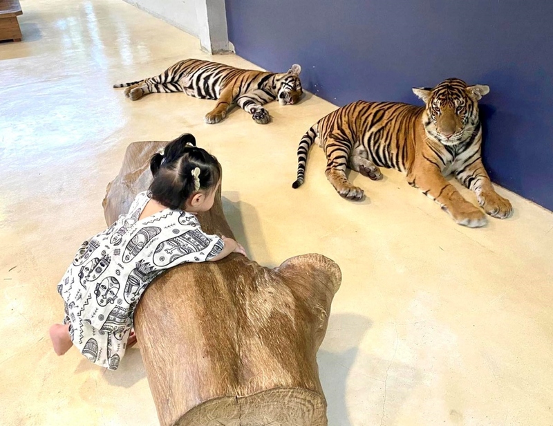 alpaca hill, bonanza exotic zoo, huahin safari & adventure park, korat zoo, pattaya sheep farm, safari park, safari world, sriayuthaya lion park, tiger park, ซาฟารี, ซาฟารี ปาร์ค, ซาฟารีกาญจนบุรี, ซาฟารีปาร์ค แอนด์ แคมป์, ซาฟารีเวิลด์, ฟาร์มแกะพัทยา, ศรีอยุธยา ไลอ้อนปาร์ค, สวนสัตว์, สวนสัตว์ 2024, สวนสัตว์ 2567, สวนสัตว์นครราชสีมา, สวนสัตว์ราชบุรี, สวนสัตว์อยุธยา, สวนสัตว์เปิด, สวนสัตว์เปิดเขาเขียว, สวนสัตว์โคราช, สวนสัตว์โบนันซ่า, สวนสัตว์ใกล้กทม., สวนสัตว์ใกล้กรุงเทพ, สวนสัตว์ใกล้กรุงเทพ 2024, สวนสัตว์ใกล้กรุงเทพ 2567, สวนเสือ, สวนเสือพัทยา, หัวหินซาฟารี, อัลปาก้าฮิลล์, เที่ยวสวนสัตว์, เที่ยวสวนสัตว์ 2024, เที่ยวสวนสัตว์ 2567, top 10+ สวนสัตว์ใกล้กรุงเทพ [กรกฎาคม 2024] สนุก เพลิดเพลินได้ทุกวัย ผจญภัยไปกับเหล่าสัตว์ป่า