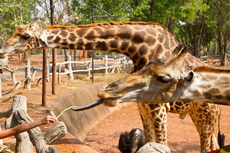 alpaca hill, bonanza exotic zoo, huahin safari & adventure park, korat zoo, pattaya sheep farm, safari park, safari world, sriayuthaya lion park, tiger park, ซาฟารี, ซาฟารี ปาร์ค, ซาฟารีกาญจนบุรี, ซาฟารีปาร์ค แอนด์ แคมป์, ซาฟารีเวิลด์, ฟาร์มแกะพัทยา, ศรีอยุธยา ไลอ้อนปาร์ค, สวนสัตว์, สวนสัตว์ 2024, สวนสัตว์ 2567, สวนสัตว์นครราชสีมา, สวนสัตว์ราชบุรี, สวนสัตว์อยุธยา, สวนสัตว์เปิด, สวนสัตว์เปิดเขาเขียว, สวนสัตว์โคราช, สวนสัตว์โบนันซ่า, สวนสัตว์ใกล้กทม., สวนสัตว์ใกล้กรุงเทพ, สวนสัตว์ใกล้กรุงเทพ 2024, สวนสัตว์ใกล้กรุงเทพ 2567, สวนเสือ, สวนเสือพัทยา, หัวหินซาฟารี, อัลปาก้าฮิลล์, เที่ยวสวนสัตว์, เที่ยวสวนสัตว์ 2024, เที่ยวสวนสัตว์ 2567, top 10+ สวนสัตว์ใกล้กรุงเทพ [กรกฎาคม 2024] สนุก เพลิดเพลินได้ทุกวัย ผจญภัยไปกับเหล่าสัตว์ป่า