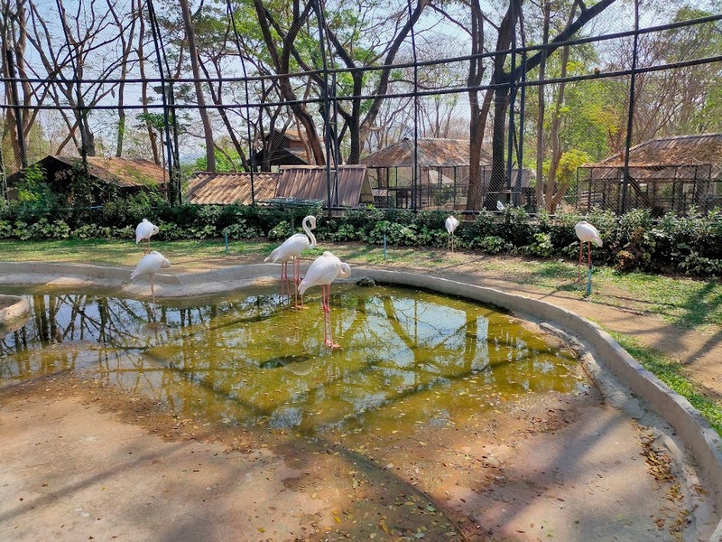 alpaca hill, bonanza exotic zoo, huahin safari & adventure park, korat zoo, pattaya sheep farm, safari park, safari world, sriayuthaya lion park, tiger park, ซาฟารี, ซาฟารี ปาร์ค, ซาฟารีกาญจนบุรี, ซาฟารีปาร์ค แอนด์ แคมป์, ซาฟารีเวิลด์, ฟาร์มแกะพัทยา, ศรีอยุธยา ไลอ้อนปาร์ค, สวนสัตว์, สวนสัตว์ 2024, สวนสัตว์ 2567, สวนสัตว์นครราชสีมา, สวนสัตว์ราชบุรี, สวนสัตว์อยุธยา, สวนสัตว์เปิด, สวนสัตว์เปิดเขาเขียว, สวนสัตว์โคราช, สวนสัตว์โบนันซ่า, สวนสัตว์ใกล้กทม., สวนสัตว์ใกล้กรุงเทพ, สวนสัตว์ใกล้กรุงเทพ 2024, สวนสัตว์ใกล้กรุงเทพ 2567, สวนเสือ, สวนเสือพัทยา, หัวหินซาฟารี, อัลปาก้าฮิลล์, เที่ยวสวนสัตว์, เที่ยวสวนสัตว์ 2024, เที่ยวสวนสัตว์ 2567, top 10+ สวนสัตว์ใกล้กรุงเทพ [กรกฎาคม 2024] สนุก เพลิดเพลินได้ทุกวัย ผจญภัยไปกับเหล่าสัตว์ป่า