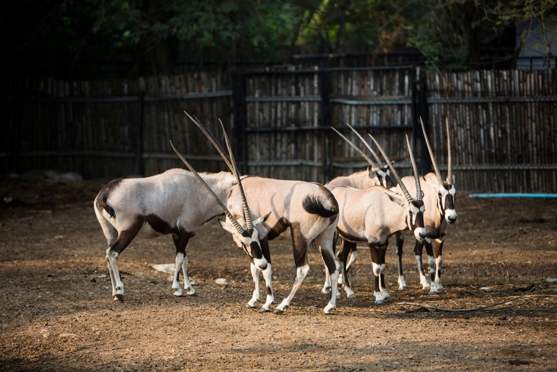 alpaca hill, bonanza exotic zoo, huahin safari & adventure park, korat zoo, pattaya sheep farm, safari park, safari world, sriayuthaya lion park, tiger park, ซาฟารี, ซาฟารี ปาร์ค, ซาฟารีกาญจนบุรี, ซาฟารีปาร์ค แอนด์ แคมป์, ซาฟารีเวิลด์, ฟาร์มแกะพัทยา, ศรีอยุธยา ไลอ้อนปาร์ค, สวนสัตว์, สวนสัตว์ 2024, สวนสัตว์ 2567, สวนสัตว์นครราชสีมา, สวนสัตว์ราชบุรี, สวนสัตว์อยุธยา, สวนสัตว์เปิด, สวนสัตว์เปิดเขาเขียว, สวนสัตว์โคราช, สวนสัตว์โบนันซ่า, สวนสัตว์ใกล้กทม., สวนสัตว์ใกล้กรุงเทพ, สวนสัตว์ใกล้กรุงเทพ 2024, สวนสัตว์ใกล้กรุงเทพ 2567, สวนเสือ, สวนเสือพัทยา, หัวหินซาฟารี, อัลปาก้าฮิลล์, เที่ยวสวนสัตว์, เที่ยวสวนสัตว์ 2024, เที่ยวสวนสัตว์ 2567, top 10+ สวนสัตว์ใกล้กรุงเทพ [กรกฎาคม 2024] สนุก เพลิดเพลินได้ทุกวัย ผจญภัยไปกับเหล่าสัตว์ป่า