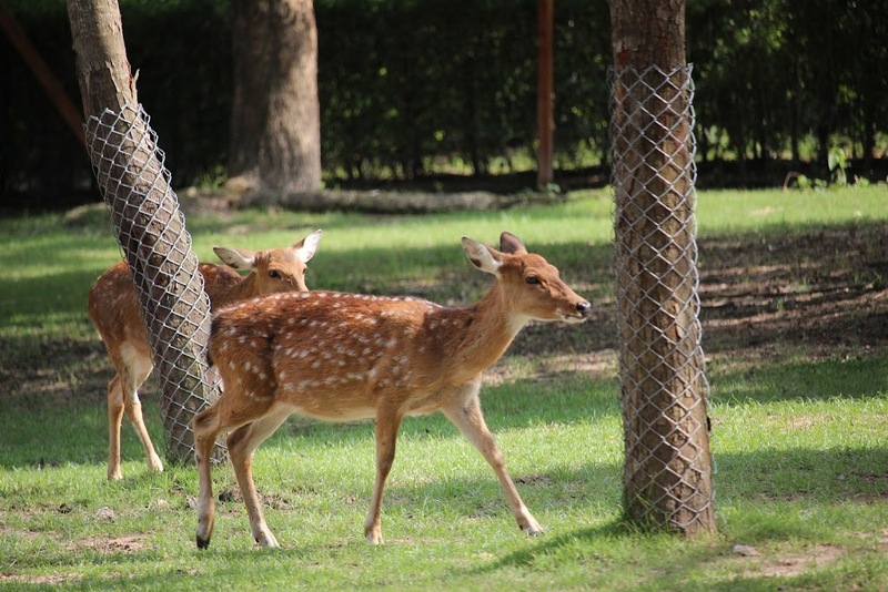 alpaca hill, bonanza exotic zoo, huahin safari & adventure park, korat zoo, pattaya sheep farm, safari park, safari world, sriayuthaya lion park, tiger park, ซาฟารี, ซาฟารี ปาร์ค, ซาฟารีกาญจนบุรี, ซาฟารีปาร์ค แอนด์ แคมป์, ซาฟารีเวิลด์, ฟาร์มแกะพัทยา, ศรีอยุธยา ไลอ้อนปาร์ค, สวนสัตว์, สวนสัตว์ 2024, สวนสัตว์ 2567, สวนสัตว์นครราชสีมา, สวนสัตว์ราชบุรี, สวนสัตว์อยุธยา, สวนสัตว์เปิด, สวนสัตว์เปิดเขาเขียว, สวนสัตว์โคราช, สวนสัตว์โบนันซ่า, สวนสัตว์ใกล้กทม., สวนสัตว์ใกล้กรุงเทพ, สวนสัตว์ใกล้กรุงเทพ 2024, สวนสัตว์ใกล้กรุงเทพ 2567, สวนเสือ, สวนเสือพัทยา, หัวหินซาฟารี, อัลปาก้าฮิลล์, เที่ยวสวนสัตว์, เที่ยวสวนสัตว์ 2024, เที่ยวสวนสัตว์ 2567, top 10+ สวนสัตว์ใกล้กรุงเทพ [กรกฎาคม 2024] สนุก เพลิดเพลินได้ทุกวัย ผจญภัยไปกับเหล่าสัตว์ป่า