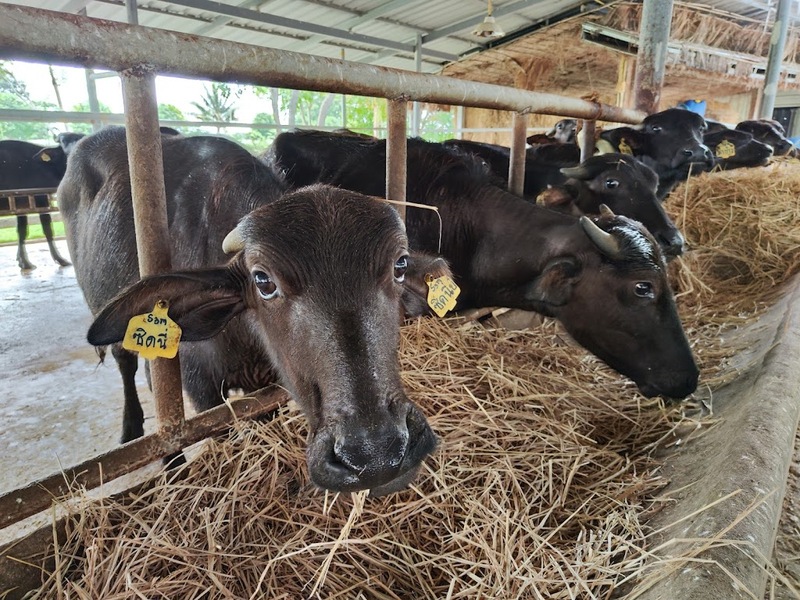 mini murrah farm, minizoo, sea walk, คุ้มวิมานดิน, ฉะเชิงเทรา, ฉะเชิงเทรา 2566, ตลาด 2 จังหวัด, ตลาดคลองสวน, ตลาดน้ำบางคล้า, ตลาดบ้านใหม่, ตลาดบ้านใหม่ 100 ปี, ตลาดบ้านใหม่ เมืองแปดริ้ว, ตลาดเก่าคลองสวน, ตลาดเก่าคลองสวน 100 ปี, ที่เที่ยวฉะเชิงเทรา, ที่เที่ยวฉะเชิงเทรา 2023, ที่เที่ยวฉะเชิงเทรา 2024, ที่เที่ยวฉะเชิงเทรา 2566, ที่เที่ยวฉะเชิงเทรา 2567, ที่เที่ยวแปดริ้ว, น้ำตกฉะเชิงเทรา, น้ำตกบ่อทราย, บ้านบางพุทรา, บ้านสวนเมล่อน, ปั้นดินเหนียวฉะเชิงเทรา, พระมหาเจดีย์สแตนเลส, พระอุโบสถแก้วกลางน้ำ, ฟาร์มนก ฉะเชิงเทรา, มินิมูร่าฟาร์ม, รังนกแลนด์ by นกแปดริ้ว, วัดกลางน้ำ, วัดปากน้ำโจ้โล้, วัดป่าเขาล้อม, วัดพระพิฆเนศองค์ใหญ่, วัดวีระโชติธรรมาราม, วัดสมานรัตนาราม, วัดหงษ์ทอง, วัดหลวงพ่อโสธร, วัดหัวสวน, วัดโพรงอากาศ, วัดโสธรวรารามวรวิหาร, สวนปาล์มฟาร์มนก, หลวงพ่อพันปีศรีตะเคียนทอง, หลวงพ่อพุทธโสธร, หลวงพ่อโสธร, องค์พระพิฆเนศปางนอนเสวยสุข, อ่างเก็บน้ำคลองสียัด, อ่างเก็บน้ำเขื่อนระบม, อ่างเก็บน้ำเขื่อนระบมทะเลน้ำจืด, อุโบสถสีทอง, อุโบสถสแตนเลส, ฮอลลีวูดบ้านนา บ้านบางพุทรา, เขื่อนคลองสียัด, เที่ยวฉะเชิงเทรา, เที่ยวฉะเชิงเทรา 2023, เที่ยวฉะเชิงเทรา 2024, เที่ยวฉะเชิงเทรา 2567, เที่ยวแปดริ้ว, แปดริ้ว, top 20+ ที่เที่ยวฉะเชิงเทรา [กรกฎาคม 2024] เที่ยววัด ชมธรรมชาติ เดินตลาด เมืองแปดริ้ว