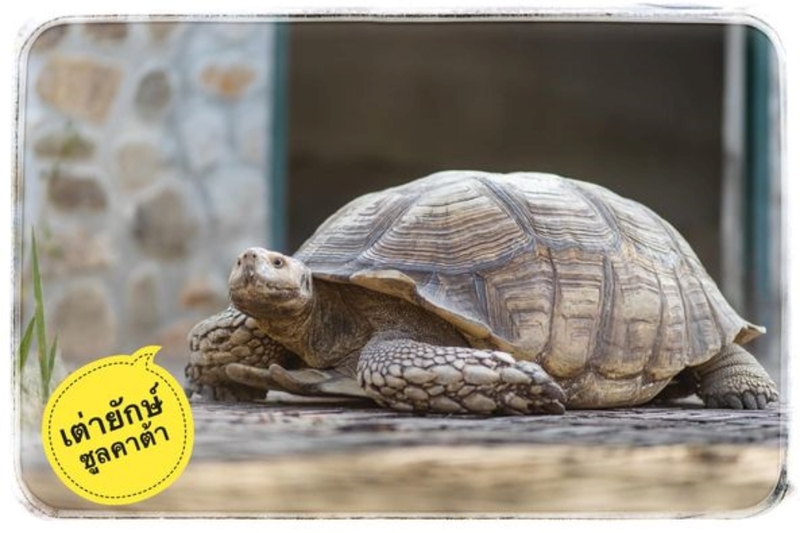mini murrah farm, minizoo, sea walk, คุ้มวิมานดิน, ฉะเชิงเทรา, ฉะเชิงเทรา 2566, ตลาด 2 จังหวัด, ตลาดคลองสวน, ตลาดน้ำบางคล้า, ตลาดบ้านใหม่, ตลาดบ้านใหม่ 100 ปี, ตลาดบ้านใหม่ เมืองแปดริ้ว, ตลาดเก่าคลองสวน, ตลาดเก่าคลองสวน 100 ปี, ที่เที่ยวฉะเชิงเทรา, ที่เที่ยวฉะเชิงเทรา 2023, ที่เที่ยวฉะเชิงเทรา 2024, ที่เที่ยวฉะเชิงเทรา 2566, ที่เที่ยวฉะเชิงเทรา 2567, ที่เที่ยวแปดริ้ว, น้ำตกฉะเชิงเทรา, น้ำตกบ่อทราย, บ้านบางพุทรา, บ้านสวนเมล่อน, ปั้นดินเหนียวฉะเชิงเทรา, พระมหาเจดีย์สแตนเลส, พระอุโบสถแก้วกลางน้ำ, ฟาร์มนก ฉะเชิงเทรา, มินิมูร่าฟาร์ม, รังนกแลนด์ by นกแปดริ้ว, วัดกลางน้ำ, วัดปากน้ำโจ้โล้, วัดป่าเขาล้อม, วัดพระพิฆเนศองค์ใหญ่, วัดวีระโชติธรรมาราม, วัดสมานรัตนาราม, วัดหงษ์ทอง, วัดหลวงพ่อโสธร, วัดหัวสวน, วัดโพรงอากาศ, วัดโสธรวรารามวรวิหาร, สวนปาล์มฟาร์มนก, หลวงพ่อพันปีศรีตะเคียนทอง, หลวงพ่อพุทธโสธร, หลวงพ่อโสธร, องค์พระพิฆเนศปางนอนเสวยสุข, อ่างเก็บน้ำคลองสียัด, อ่างเก็บน้ำเขื่อนระบม, อ่างเก็บน้ำเขื่อนระบมทะเลน้ำจืด, อุโบสถสีทอง, อุโบสถสแตนเลส, ฮอลลีวูดบ้านนา บ้านบางพุทรา, เขื่อนคลองสียัด, เที่ยวฉะเชิงเทรา, เที่ยวฉะเชิงเทรา 2023, เที่ยวฉะเชิงเทรา 2024, เที่ยวฉะเชิงเทรา 2567, เที่ยวแปดริ้ว, แปดริ้ว, top 20+ ที่เที่ยวฉะเชิงเทรา [กรกฎาคม 2024] เที่ยววัด ชมธรรมชาติ เดินตลาด เมืองแปดริ้ว