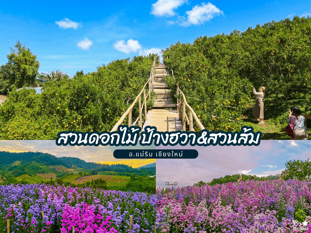 reviewchaingmai, ที่เที่ยว เชียงใหม่, ที่เที่ยวแม่ริมเชียงใหม่, ทุ่งดอกไม้ เชียงใหม่, สวนดอกไม้ในเชียงใหม่, ไปเชียงใหม่, แจกพิกัด 8 สวนดอกไม้ในเชียงใหม่ ถ่ายรูปปังรับลมหนาว